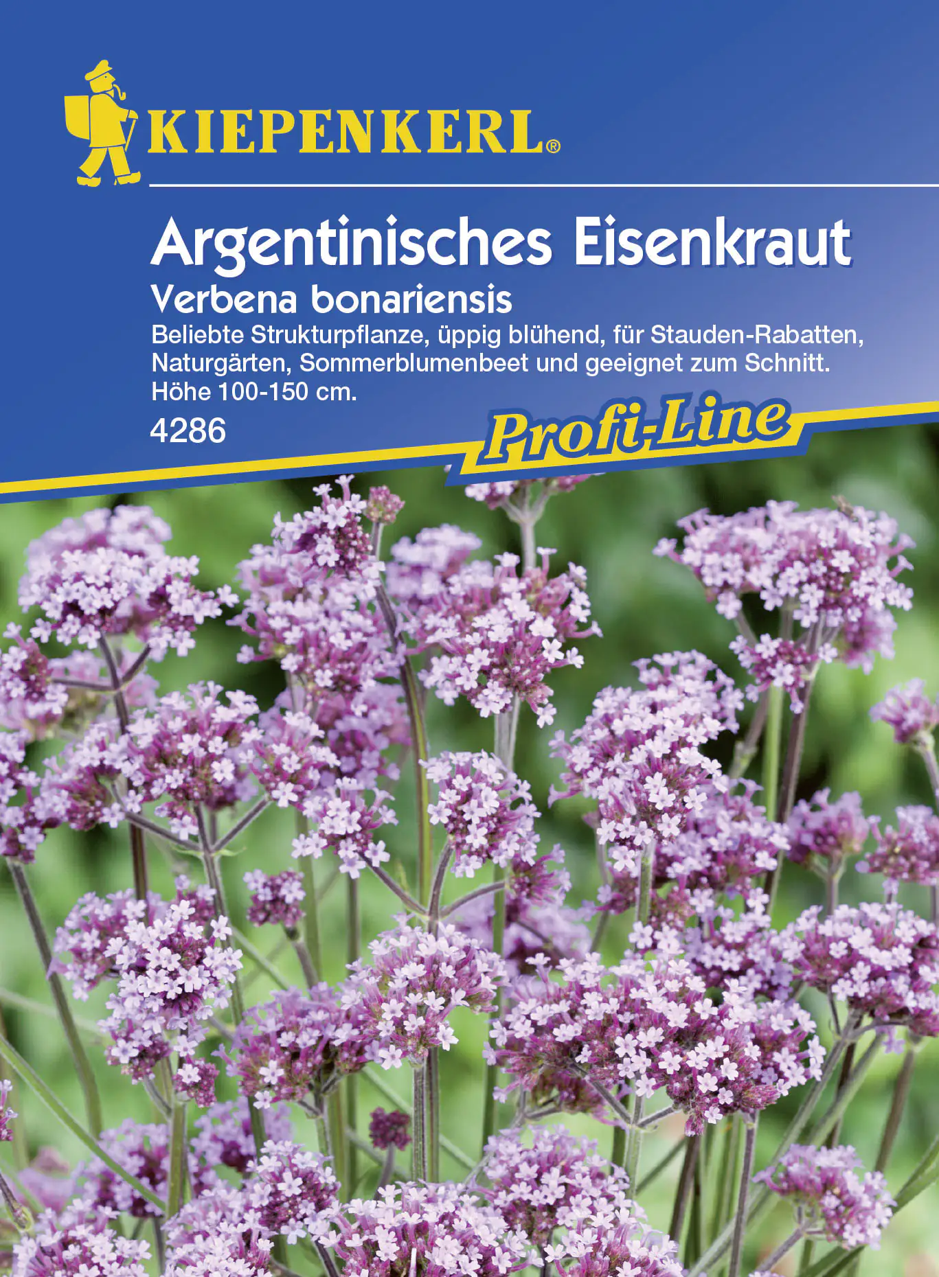 Kiepenkerl Argentinisches Eisenkraut Verbena bonariensis, Inhalt: ca. 50 Pflanzen
