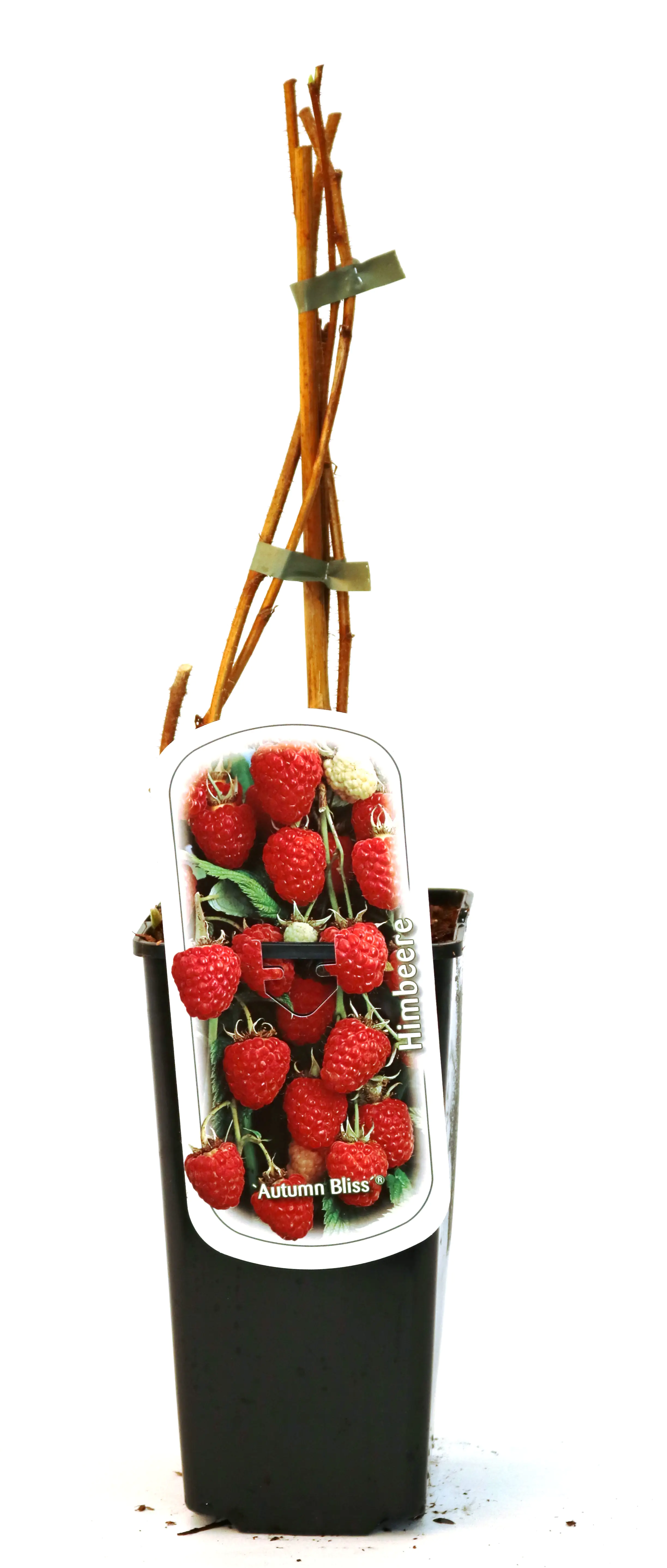 Obststrauch Himbeere 2 L Eck-Container