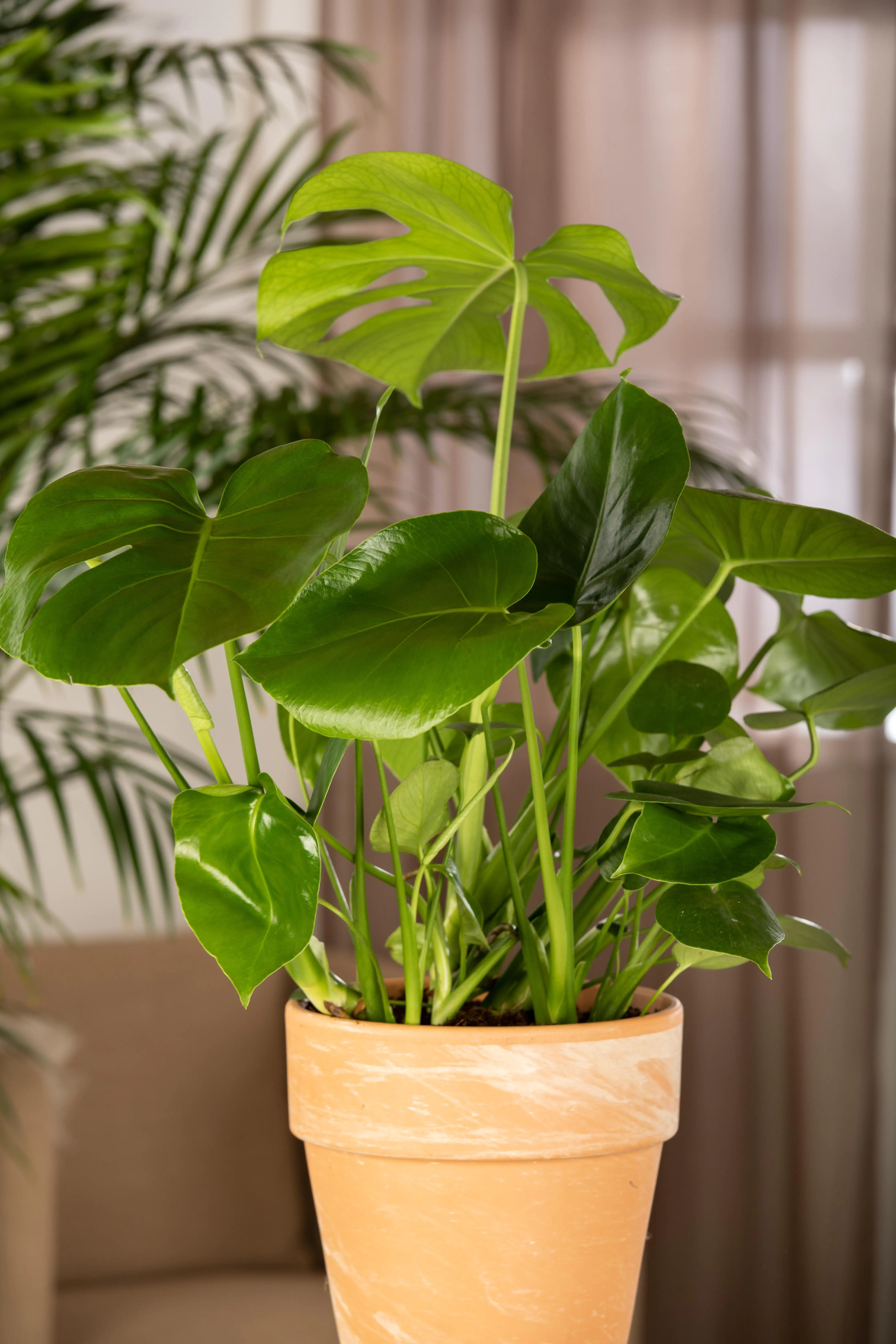 8717929499564_1 Fensterblatt Monstera Deliciosa H ca. 60 cm 17 cm Topf