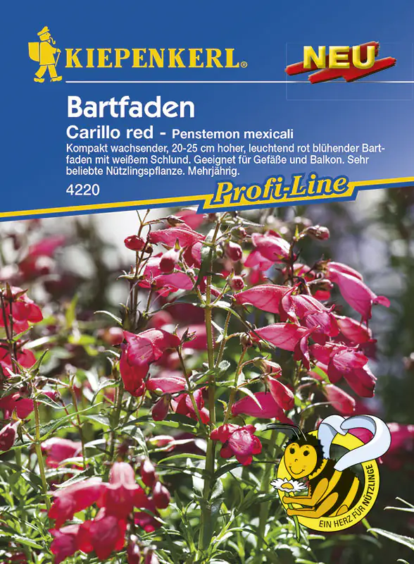 Kiepenkerl Bartfaden Carillo Red Pestemon mexicali, Inhalt: ca. 20 Pflanzen