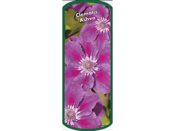 Waldrebe Clematis lila H 40 - 60 cm 2 L Eckcontainer