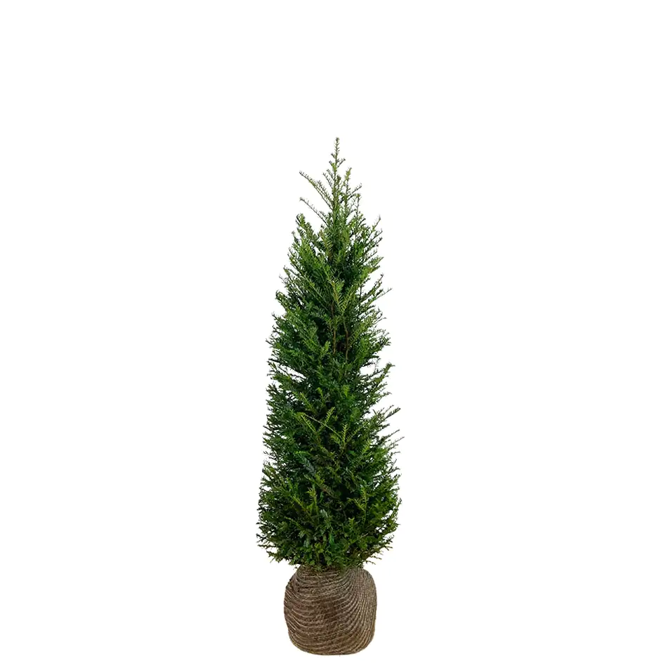 Heimische Eibe Taxus baccata H 120 - 140 cm, 20 Stück Heimische Eibe Taxus baccata H 120 - 140 cm, 20 Stück