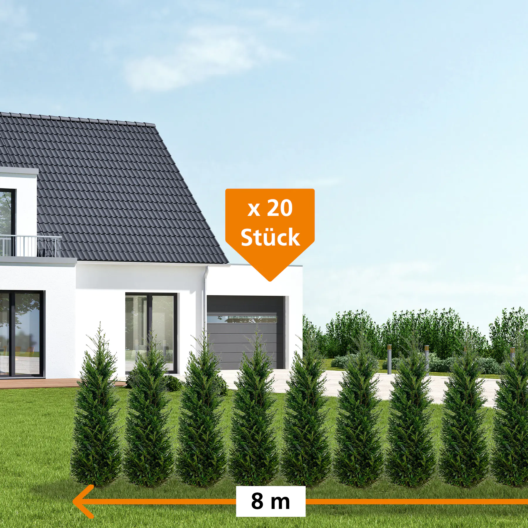 Heimische Eibe Taxus baccata H 100 - 120 cm, 20 Stück