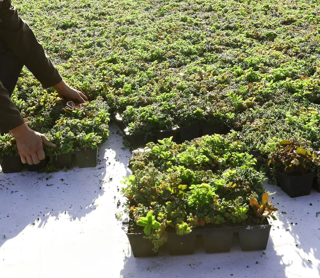 Plantile Dachbegrünungs-Komplettset mit Folie und Vlies für 24 m² Dachfläche