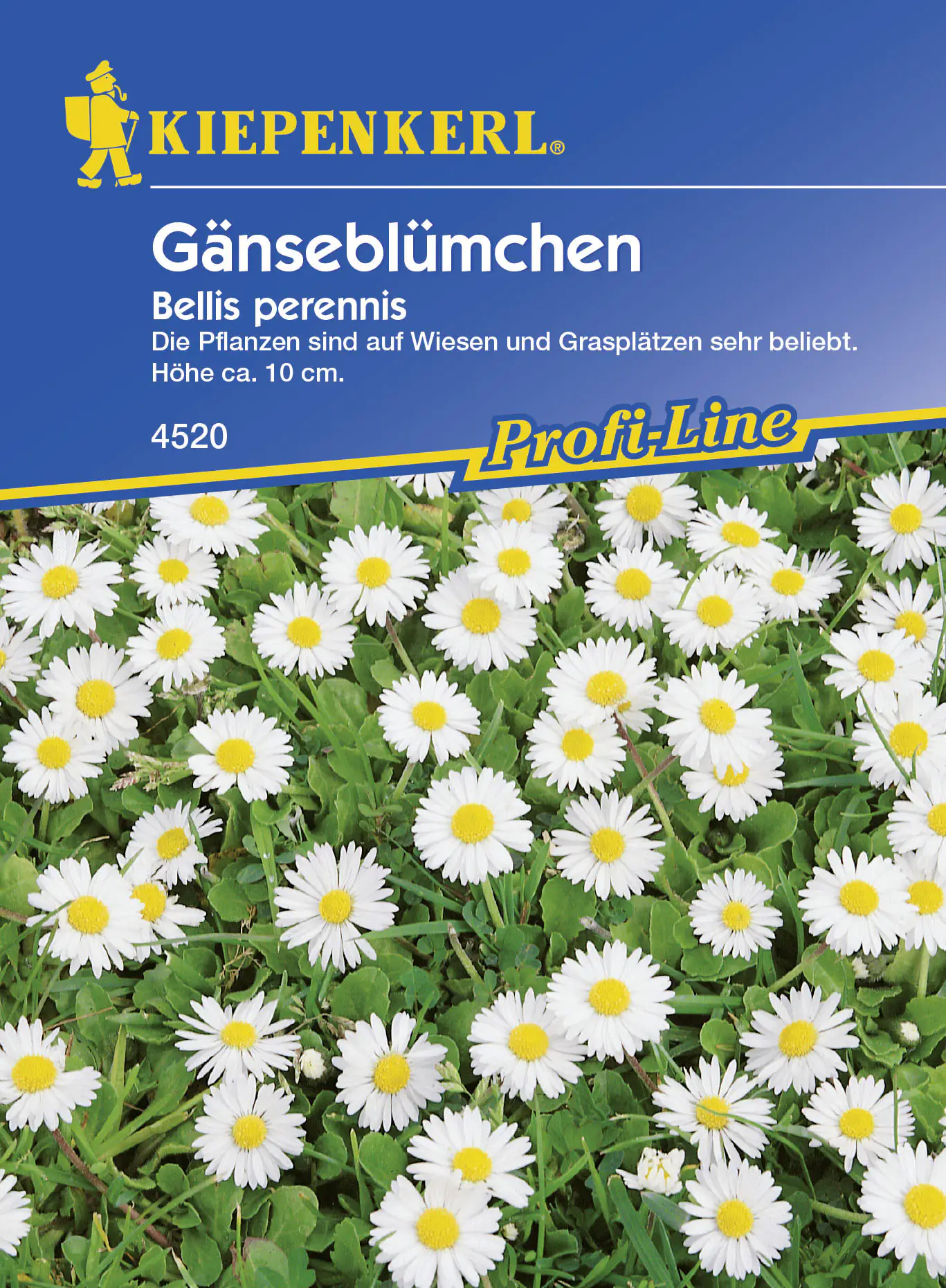 Kiepenkerl Gänseblümchen Bellis perennis, Inhalt: 3 - 5 m²