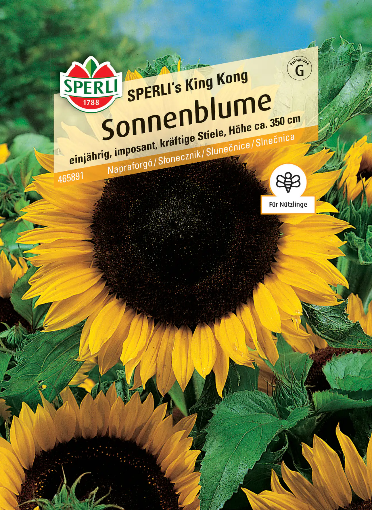Sperli Sonnenblume SPERLI's King Kong Sperli Sonnenblume SPERLI's King Kong