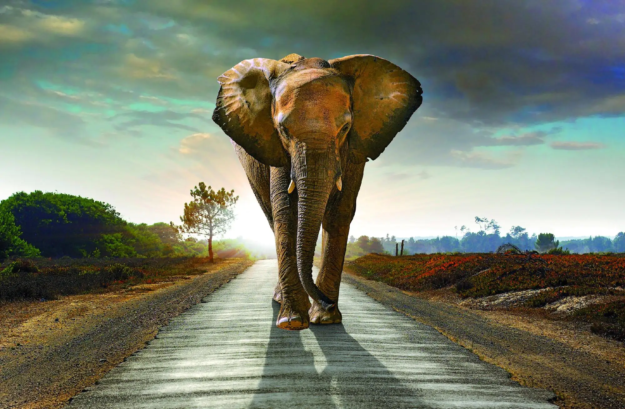 Deco-Canvas Bild - Elefant 116 x 76 cm