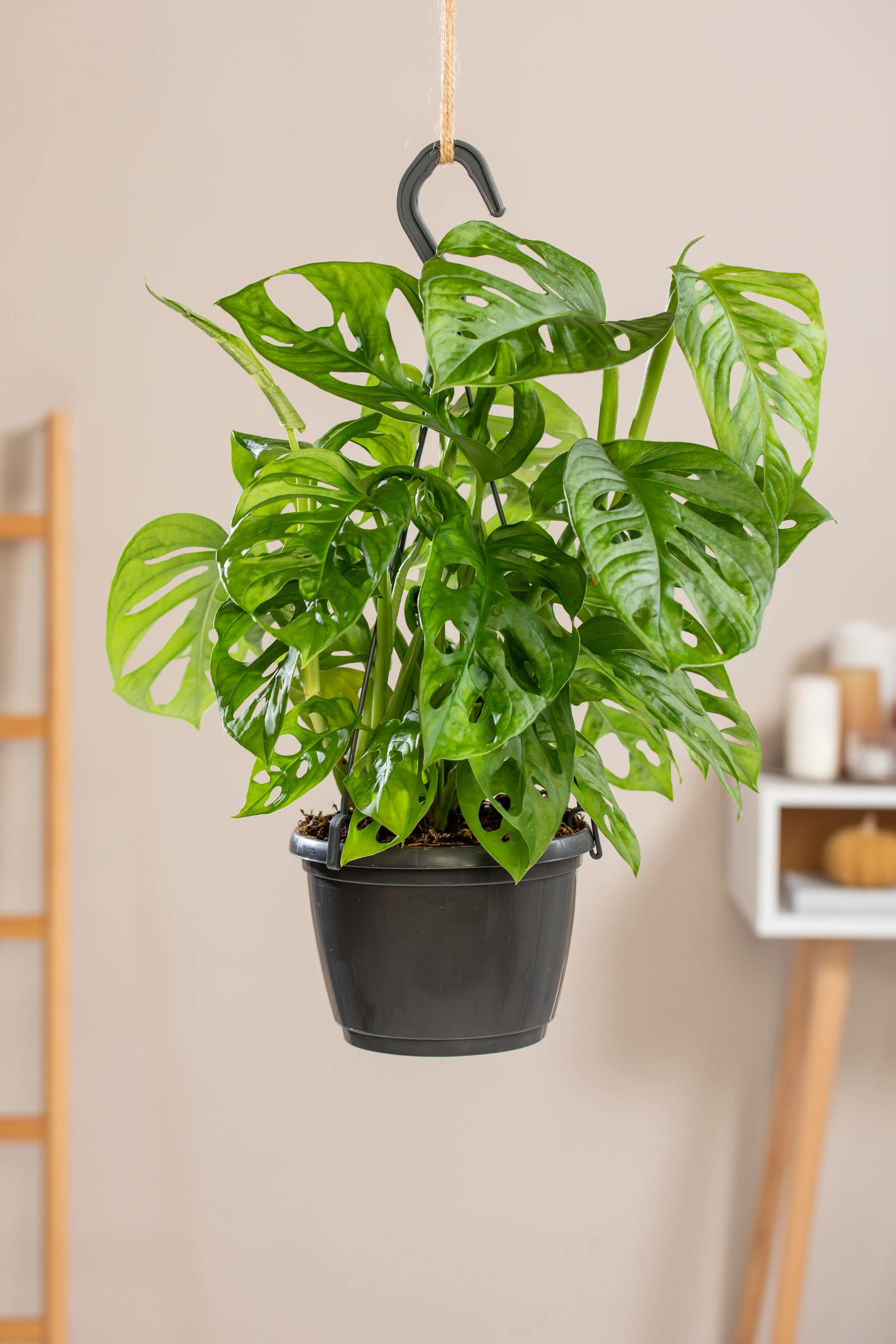 8717432240912_1 Fensterblatt Monstera obliqua Ampel Monkey Leaf H ca. 35 cm 15 cm Topf