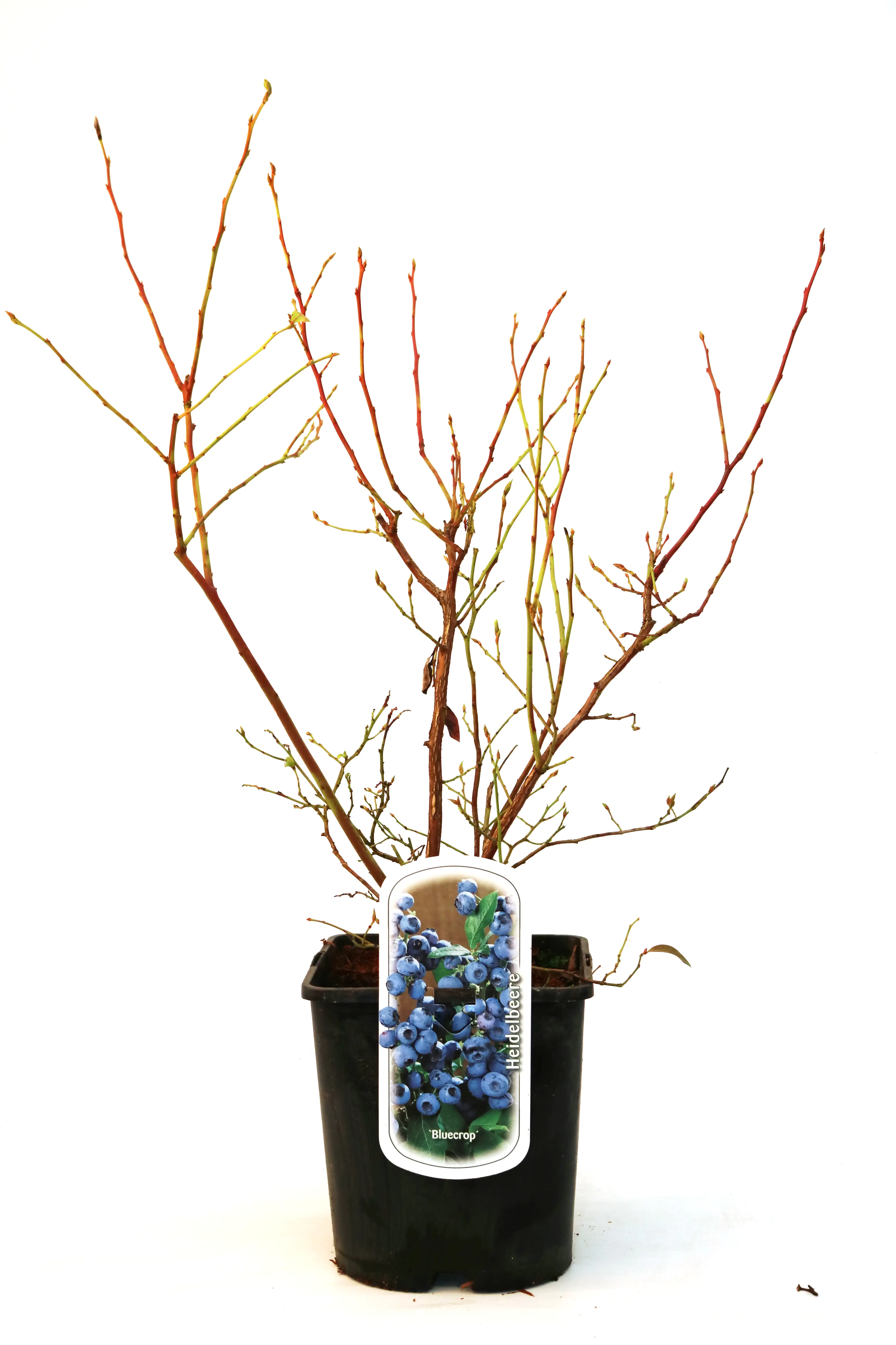 4029395048479 Obststrauch Heidelbeere 5 L Container