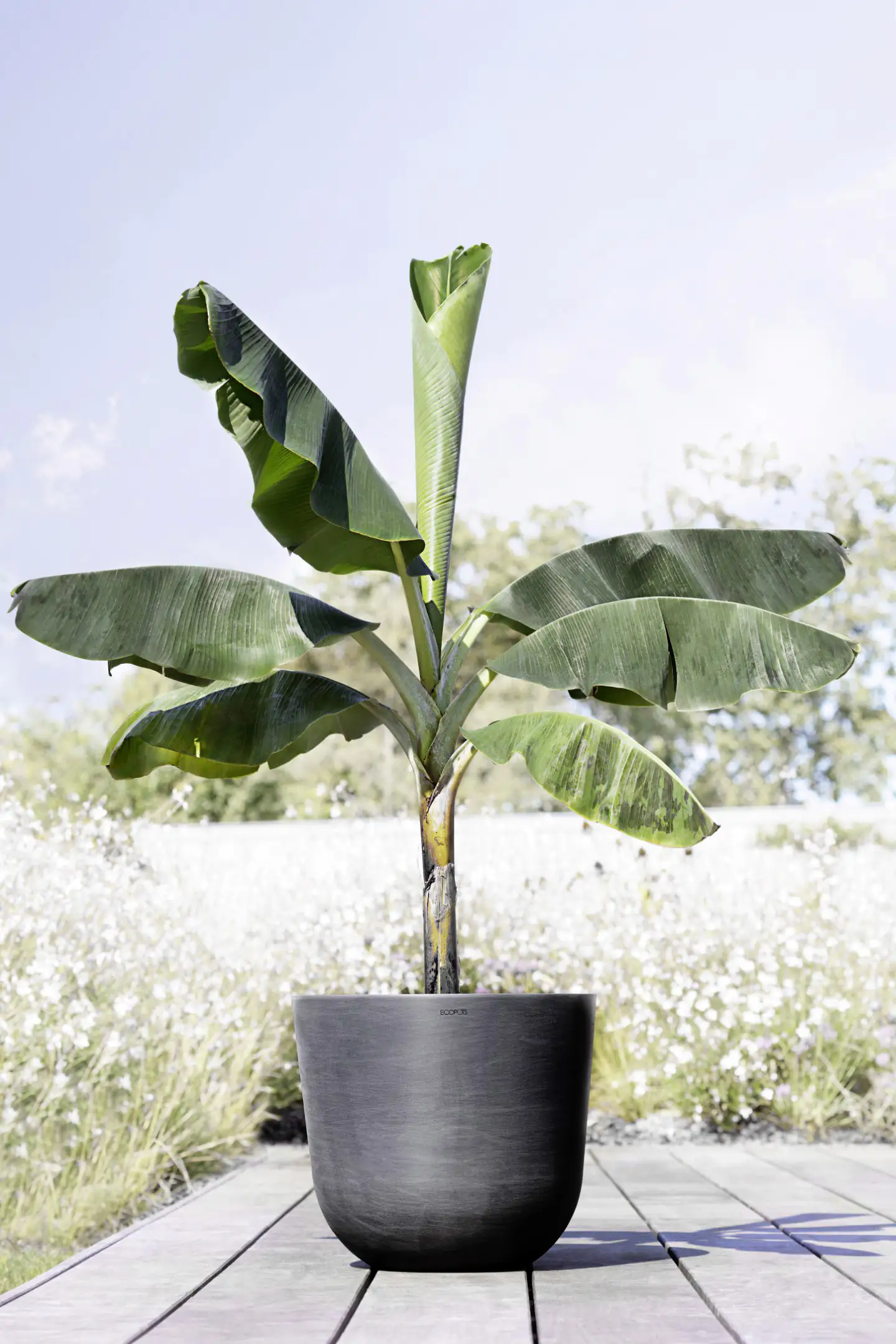 Ecopots Pflanztopf Oslo Ø 45 x 39,2 cm dunkelgrau Ecopots Pflanztopf Oslo Ø 45 x 39,2 cm dunkelgrau