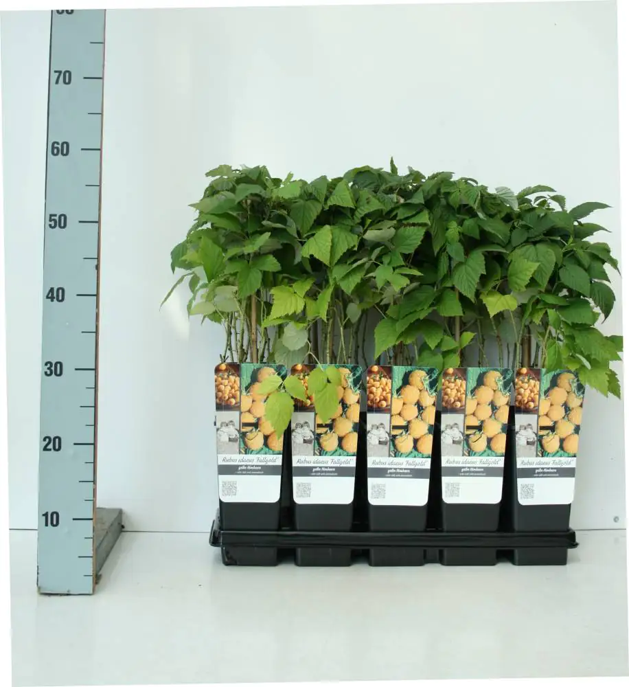 Obststrauch Goldgelbe Himbeere 2 L Container Obststrauch Goldgelbe Himbeere 2 L Container