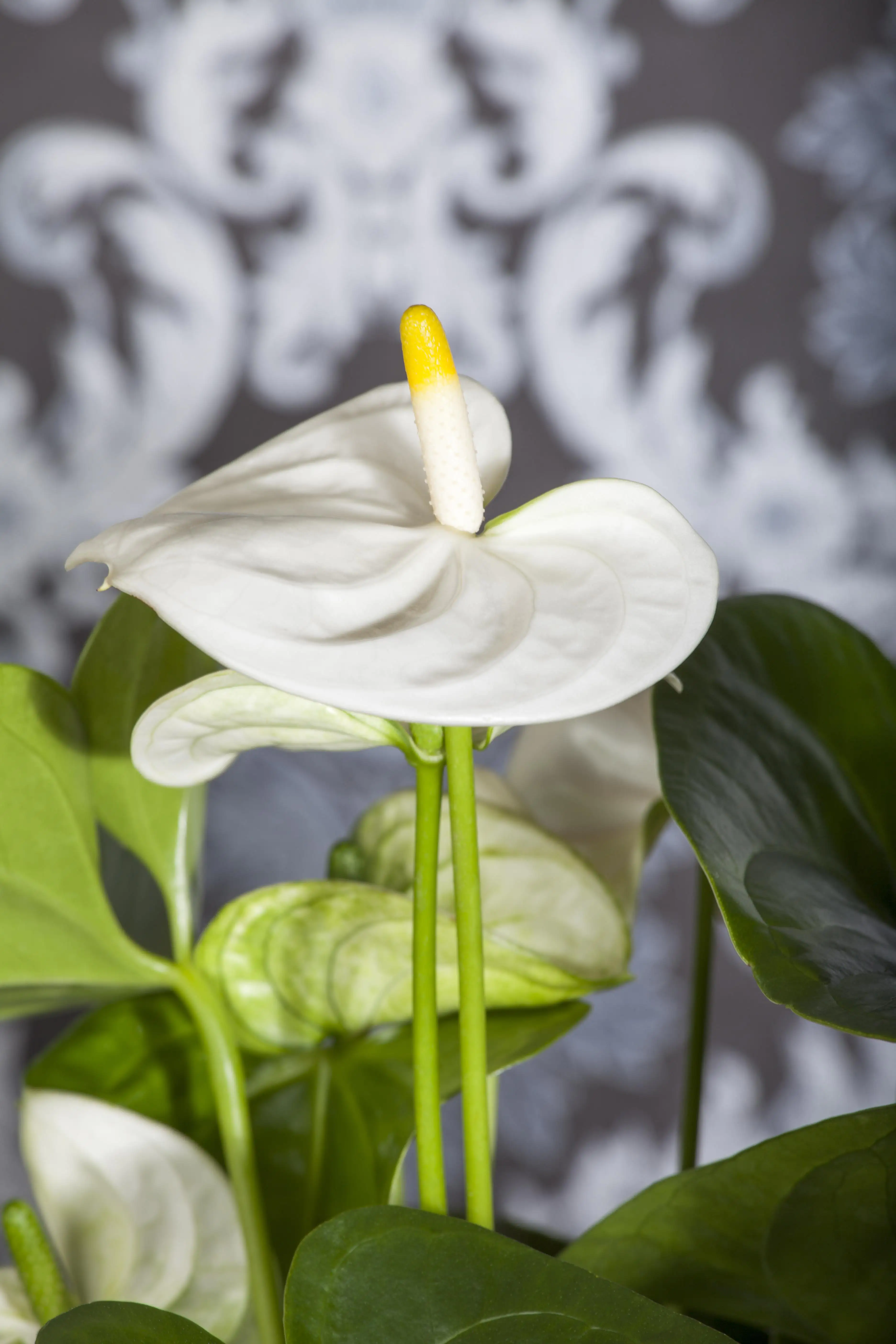 Anthurium Flamingoblume weiß 40-60 cm 14 cm Topf