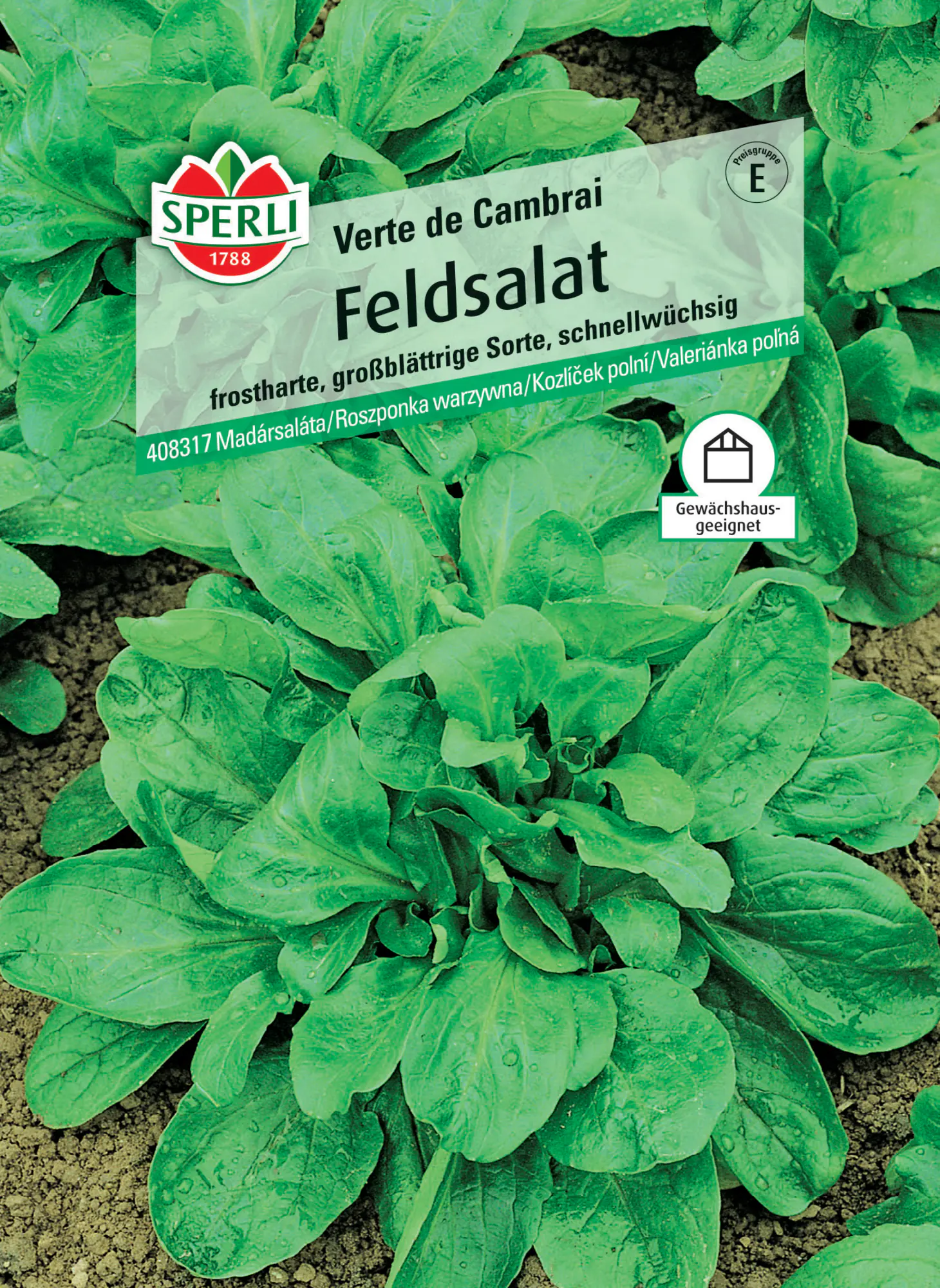 Sperli Feldsalat Verte de Cambrai