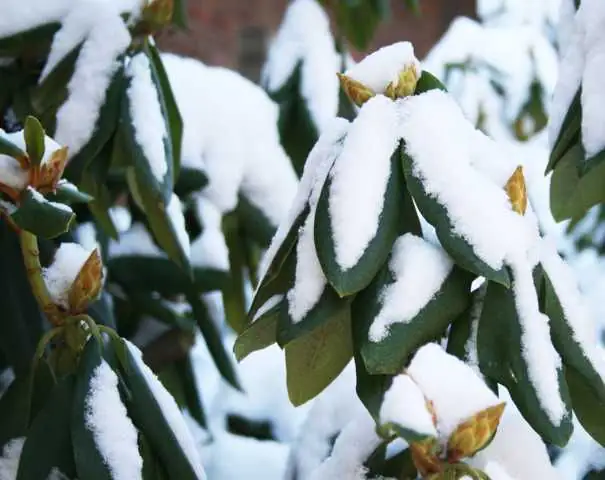 4029395010421 Rhododendron PG II + III Liebhaber 5 l Container
