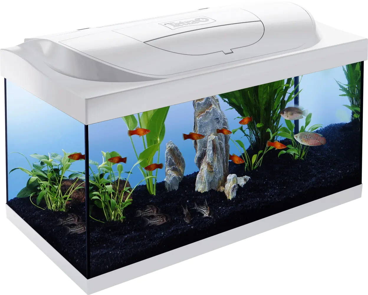 Tetra Aquarium Starter Line LED 54 L weiß Tetra Aquarium Starter Line LED 54 L weiß