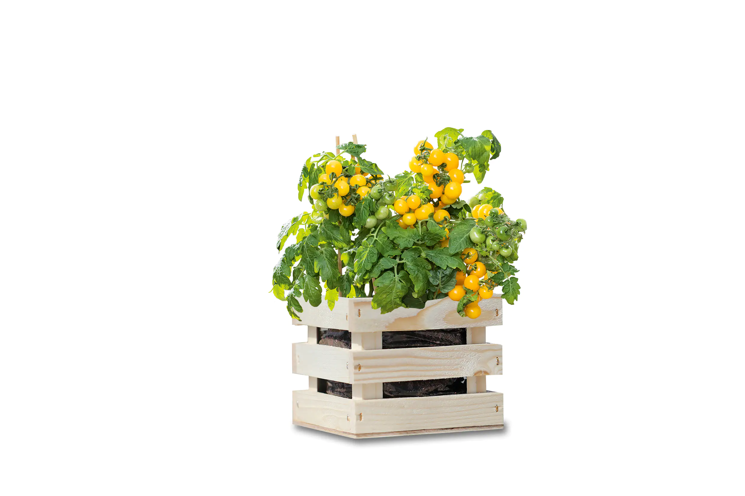 Baza Seeds Garden Box Strauchtomate Tumbling Tom gelb