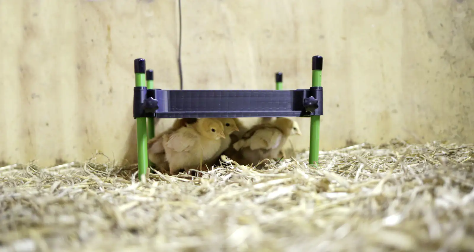 Kerbl Wärmeplatte CosyHeat 30x30 cm 24 V schwarz grün