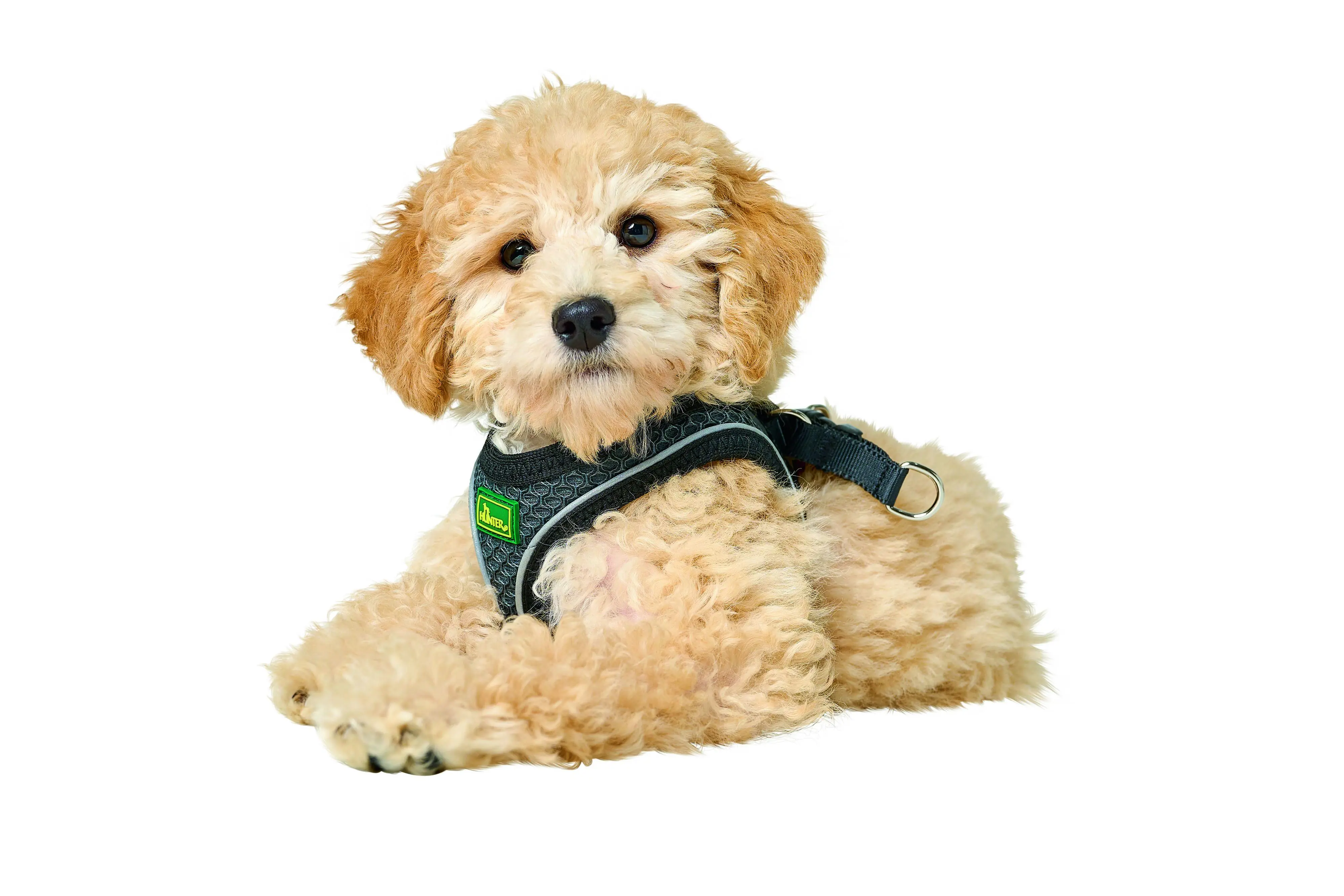 Hunter Hundegeschirr Hilo Comfort XXS-XS anthrazit