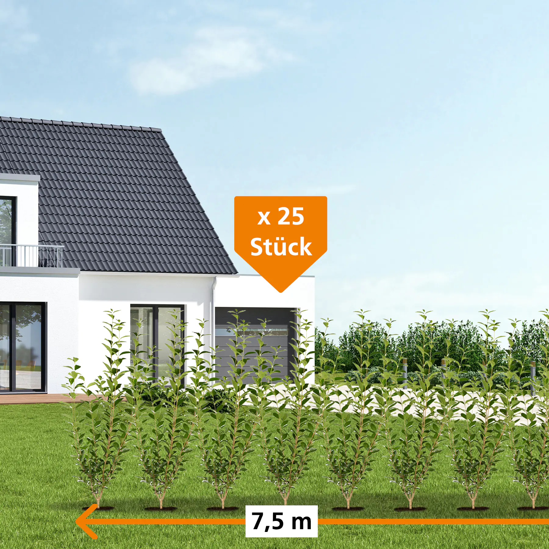 Immergrüner Liguster Ligustrum vulgare atrovirens H 150 - 175 cm, 25 Stück