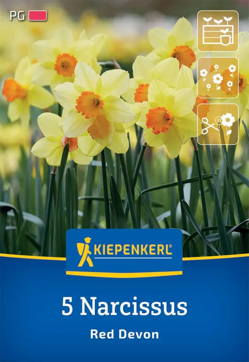 Kiepenkerl Herbstblumenzwiebel Trompeten-Narzisse Red Devon 5 Stück