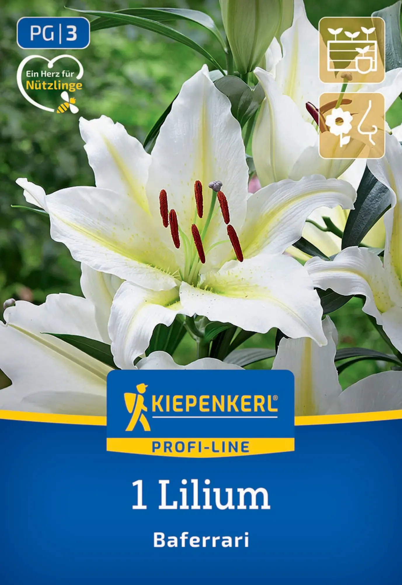 Kiepenkerl Profi-Line Frühjahrsblumenzwiebel Oriental-Lilie Baferrari 1 Stück