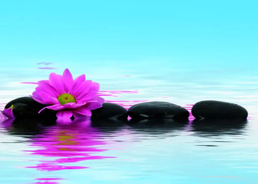 Deco-Canvas Bild - Stones + Flowers 50 x 70 cm