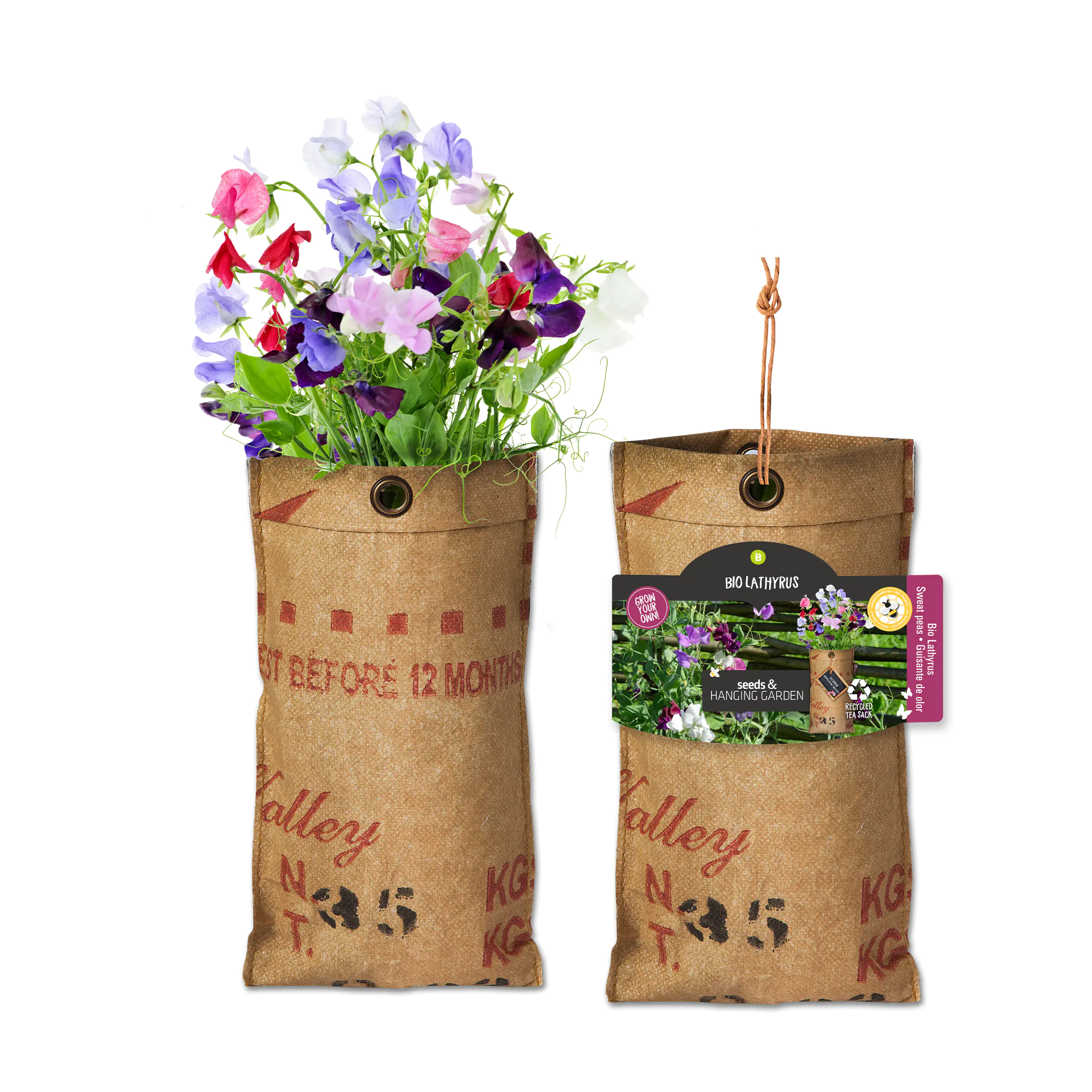 Baza Seeds hängender Garten Bio Lathyrus/Staudenwicke