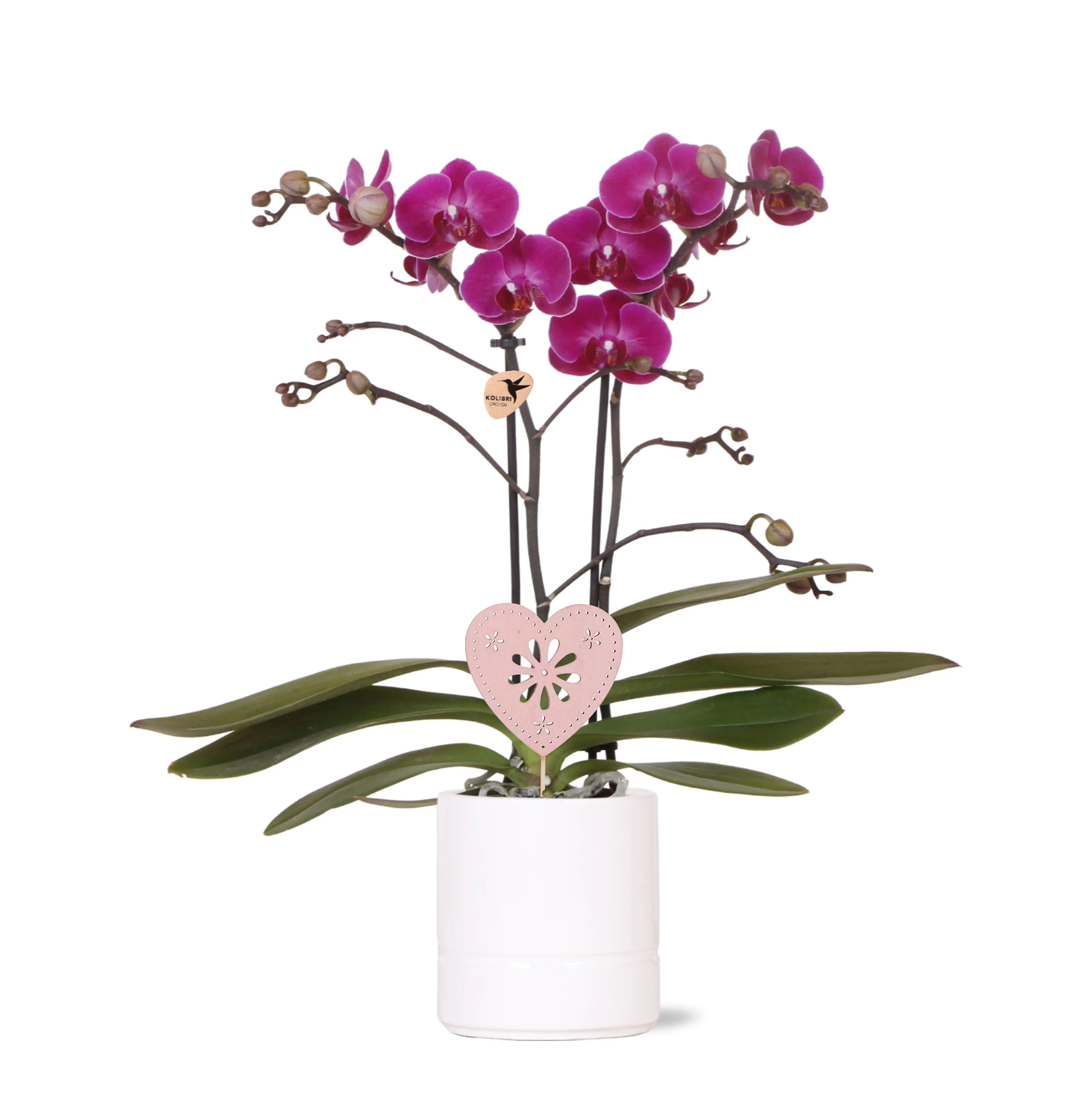 Schmetterlingsorchidee Phalaenopsis im  9 cm Keramiktopf mit Deko zum Valentinstag