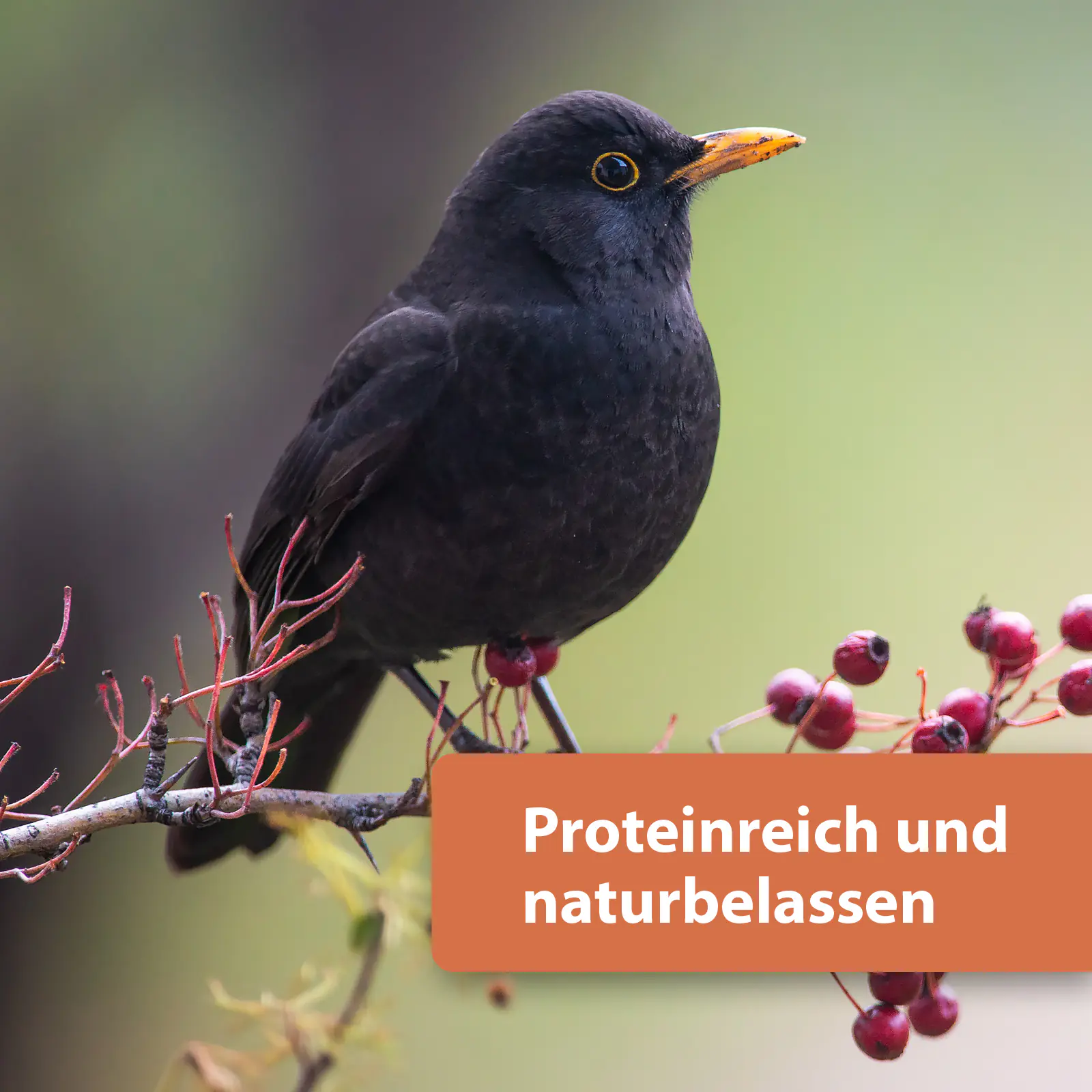 Quiko Hobbyfarming Protein Mix für Hühner und Geflügel 700 g