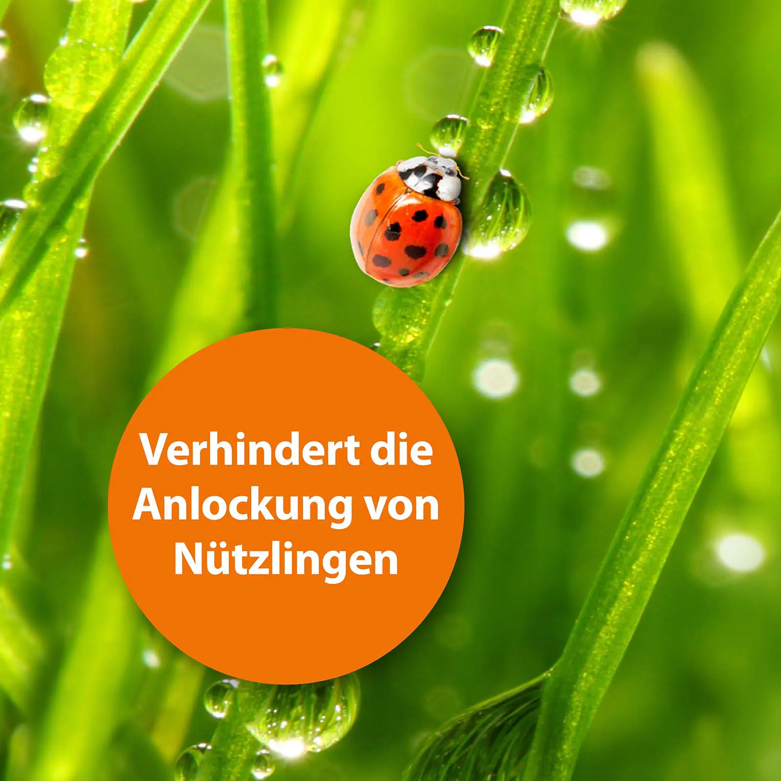 Ardap Fliegenfalle mit Lockstoff 1 Stück