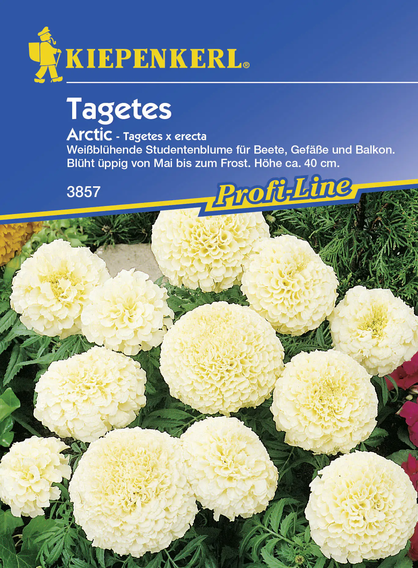 Kiepenkerl Studentenblume Arctic Tagetes erecta, Inhalt: ca. 40 Pflanzen Kiepenkerl Studentenblume Arctic Tagetes erecta, Inhalt: ca. 40 Pflanzen