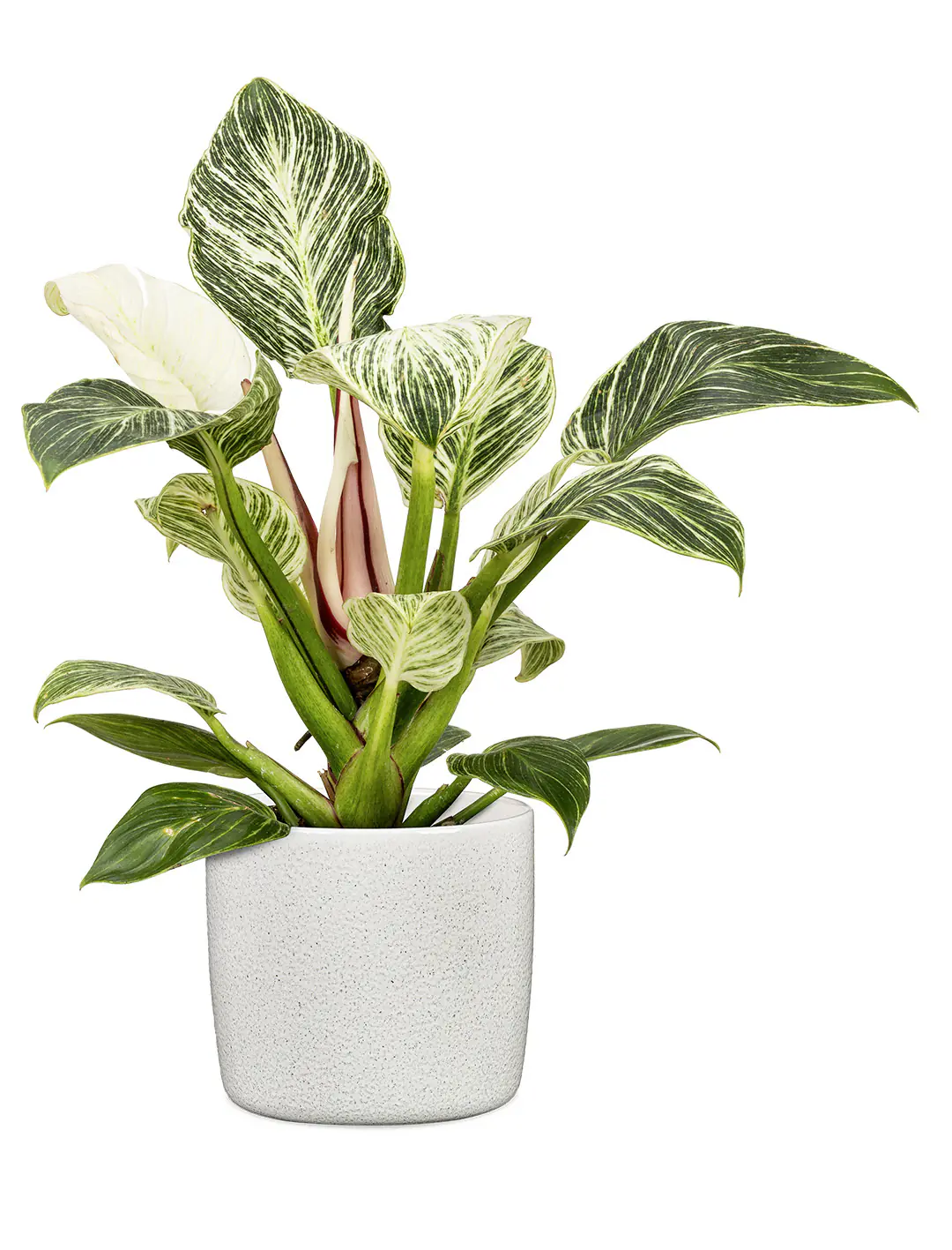 Scheurich Übertopf Solid Ø 17,6 x 16 cm perla weiß