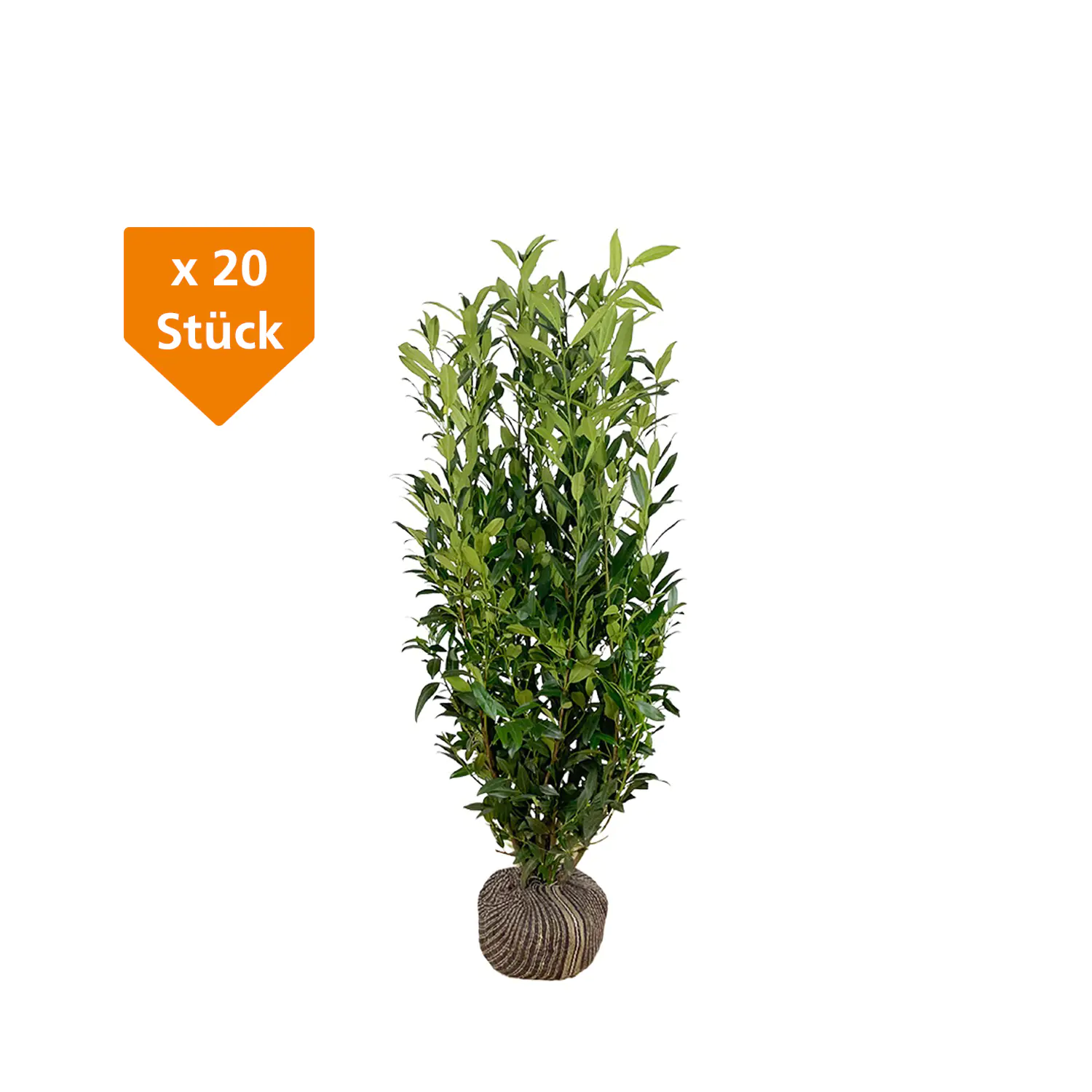 Kirschlorbeer Herbergii Prunus laur. Herbergii H 100 - 125 cm, 20 Stück Kirschlorbeer Herbergii Prunus laur. Herbergii H 100 - 125 cm, 20 Stück