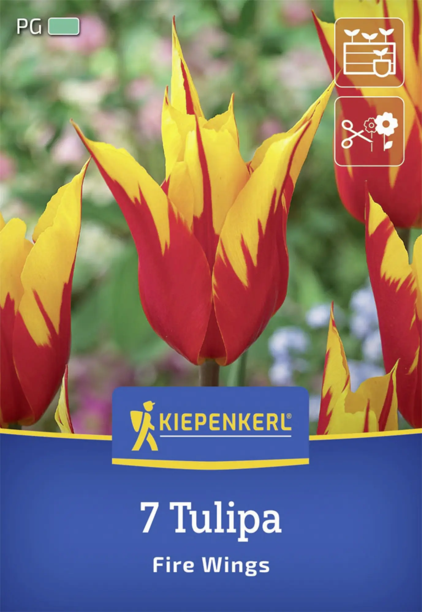 Kiepenkerl Herbstblumenzwiebel Lilienblütige Tulpe Fire Wings 7 Stück
