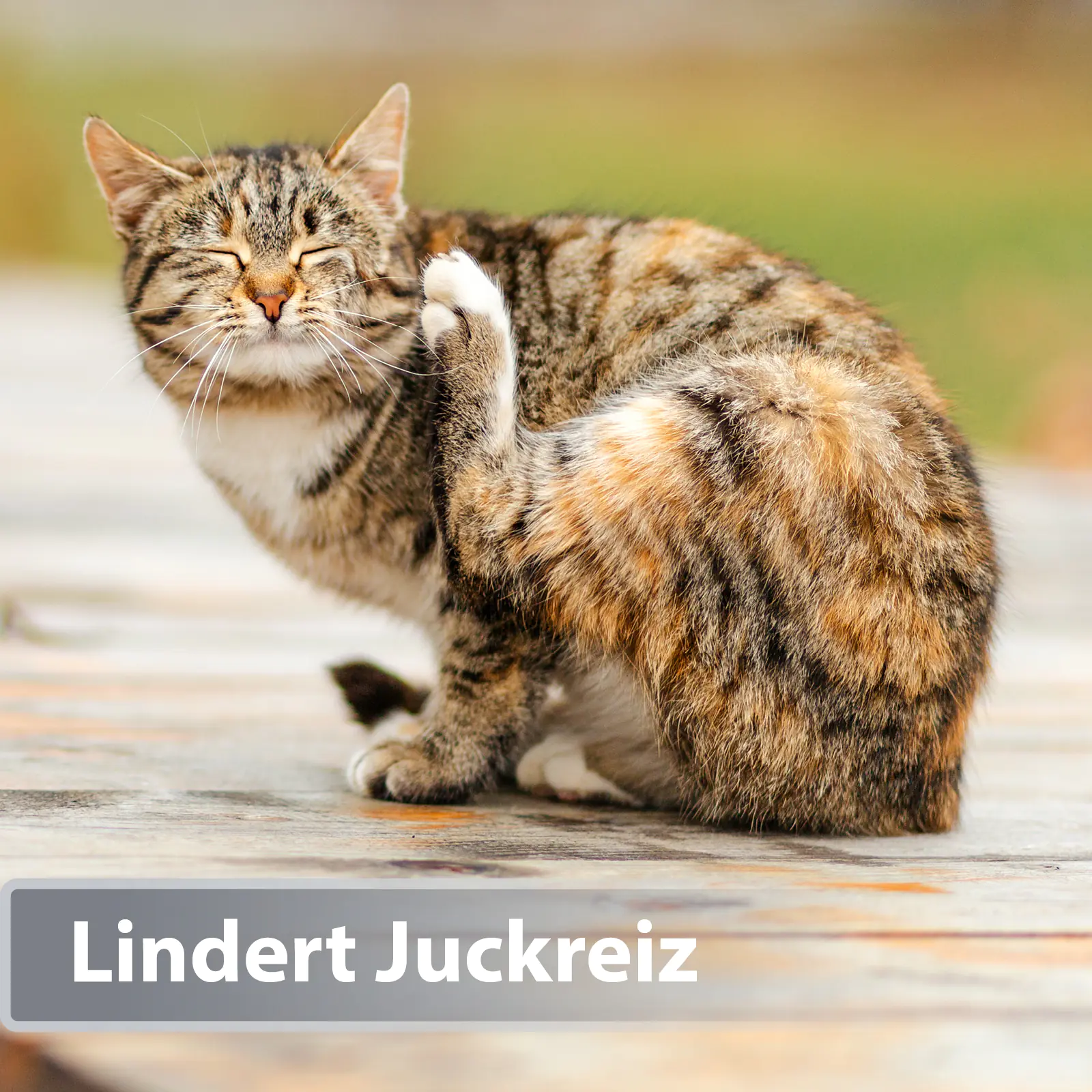 Felisept Mikro Silberspray für Katzen 75 ml Felisept Mikro Silberspray für Katzen 75 ml