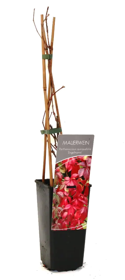 Wilder Wein Engelmannii 2 L Eck-Container