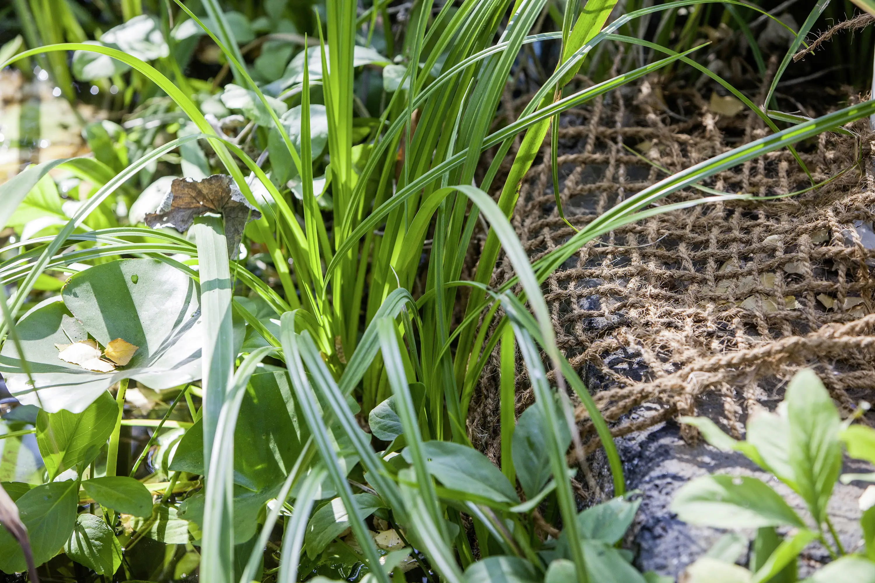Heissner Anpflanzhilfe / Böschungsmatte 1 x 5m