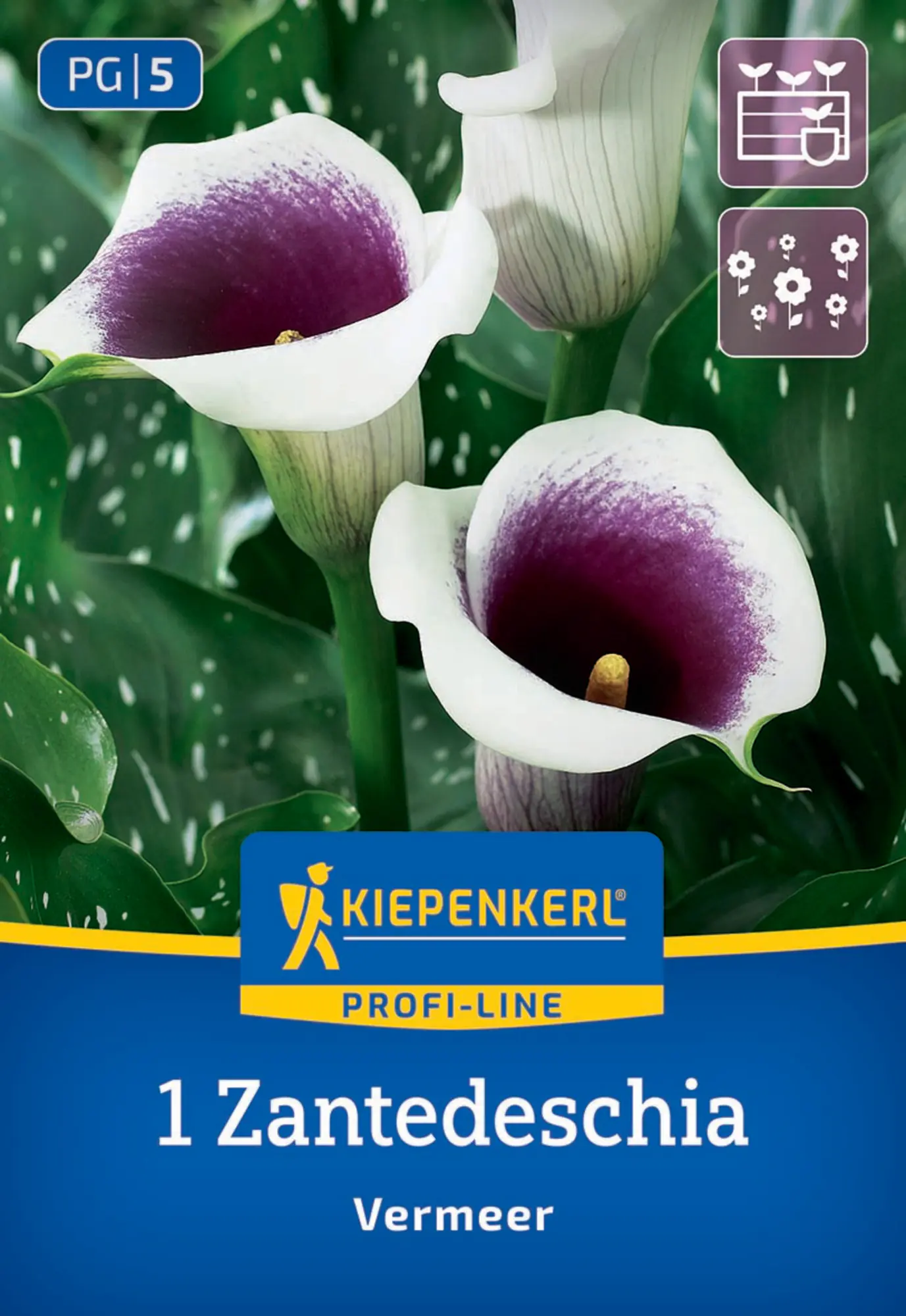 Kiepenkerl Profi-Line Frühjahrsblumenzwiebel Calla Vermeer 1 Stück
