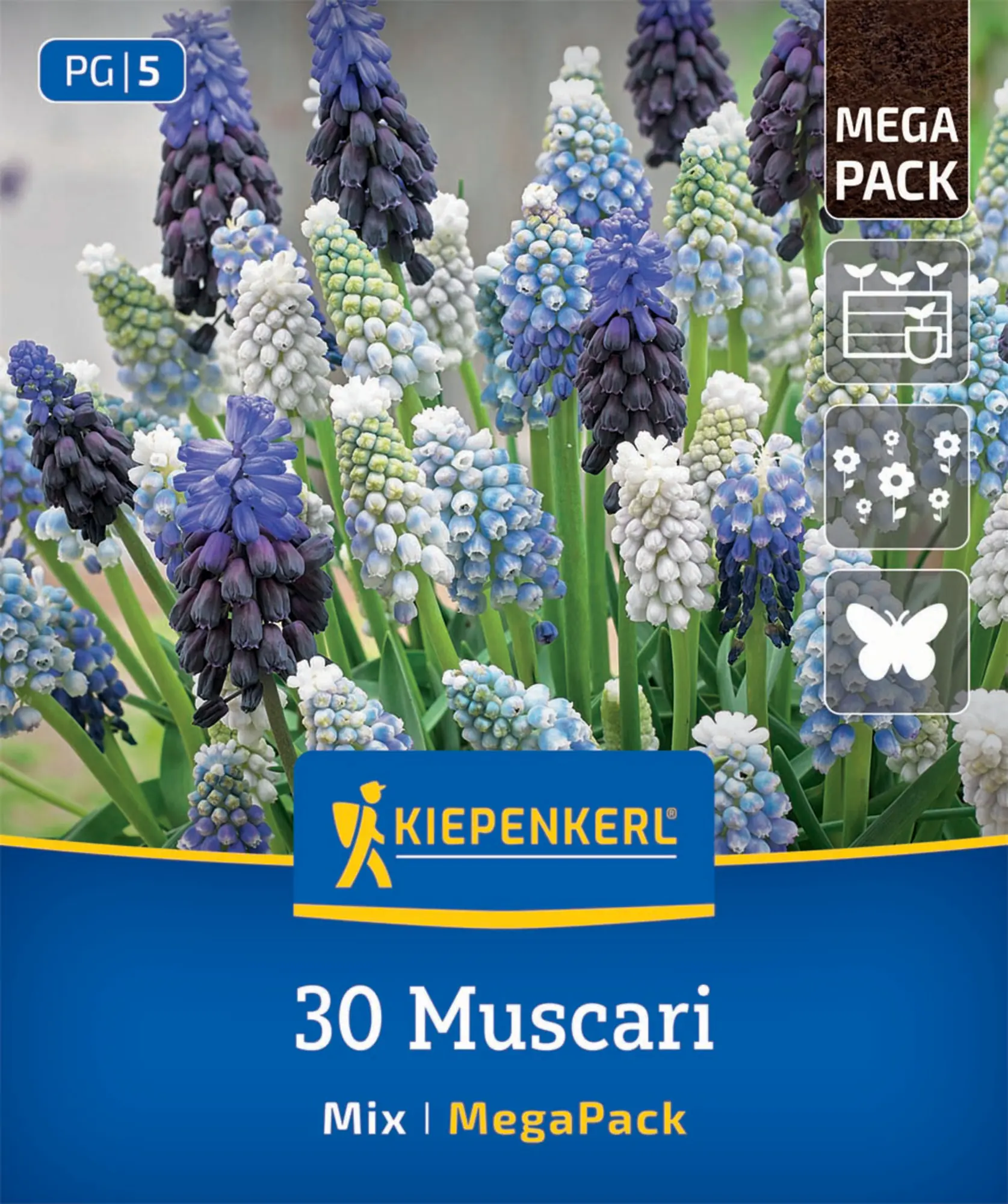 Kiepenkerl Herbstblumenzwiebel Hyazinthen Muscari Mischung 30 Stück