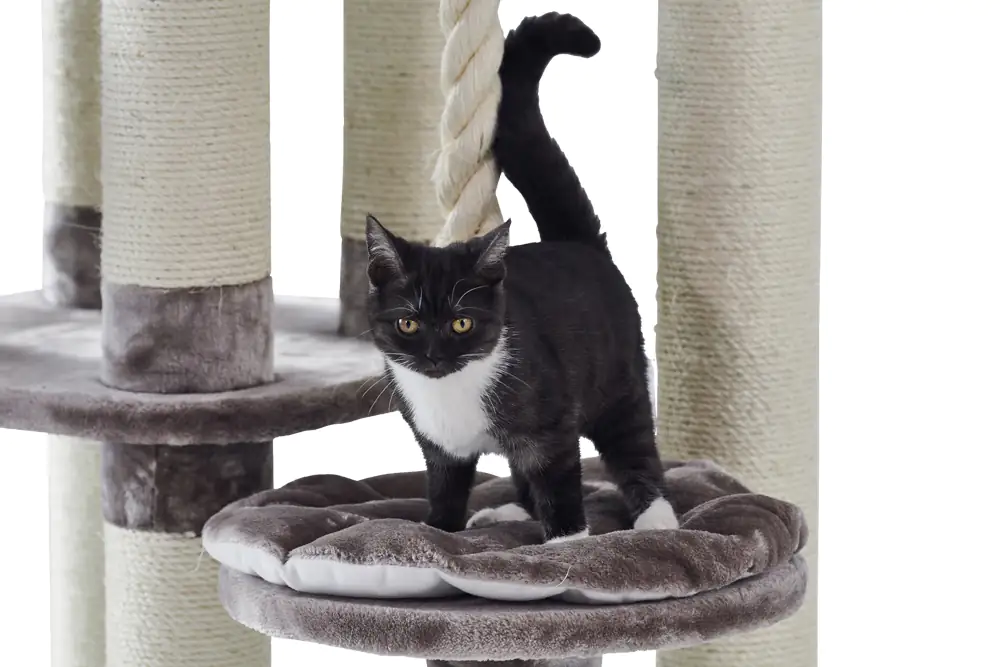 Nobby Kratzbaum Fredo H 158 cm cappuccino