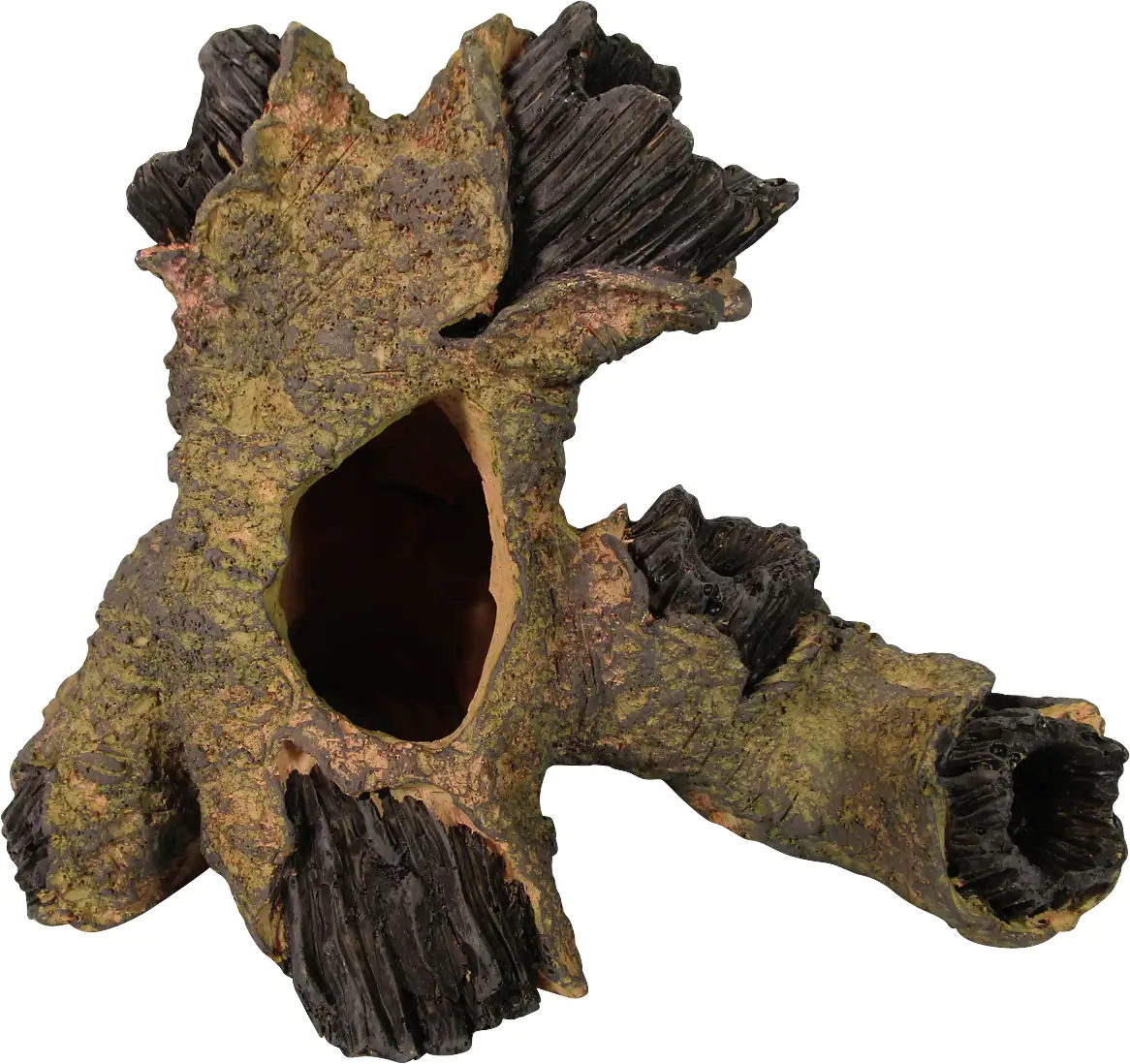 Orbit Wurzelhöhle medium