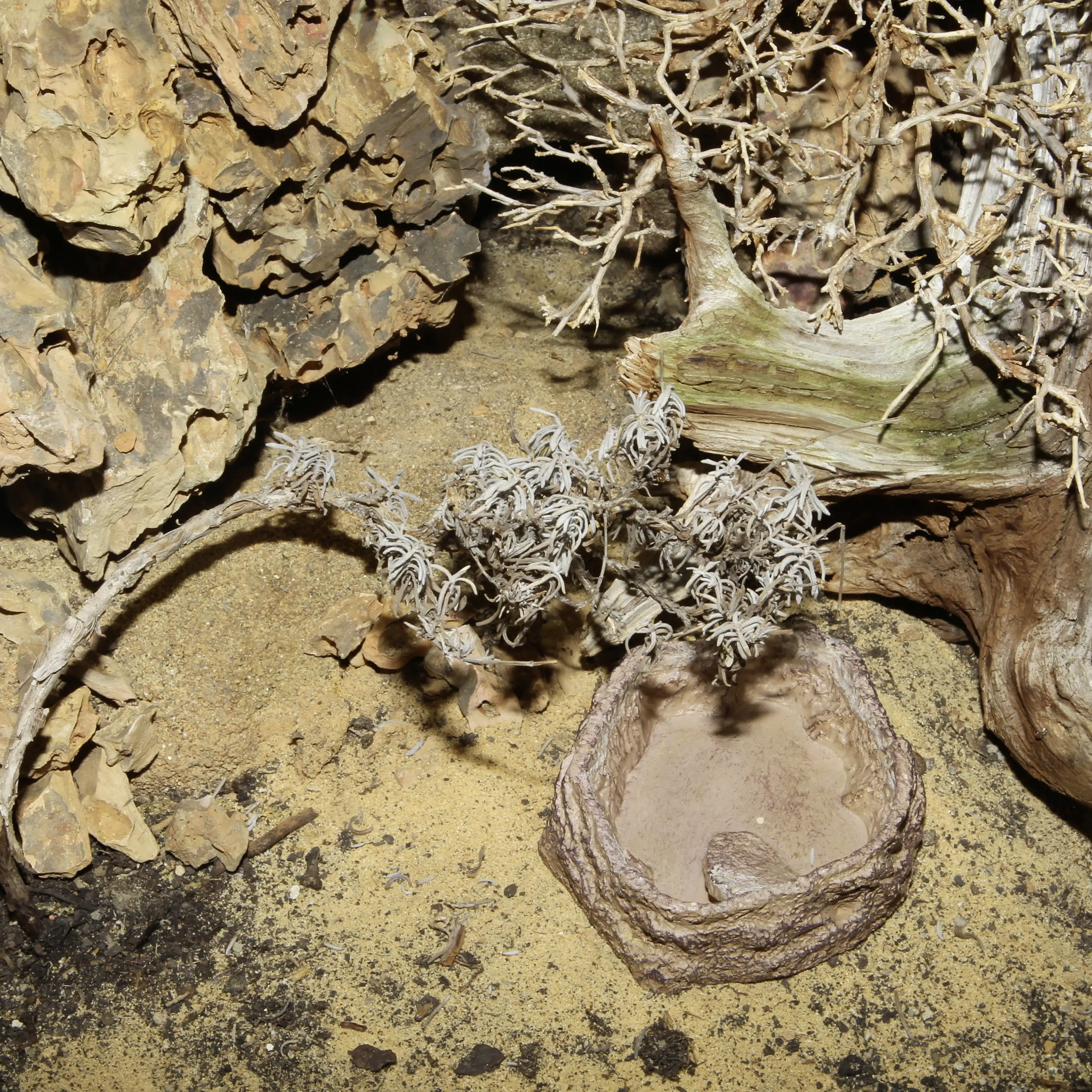 4014162710857_2044554 JBL ReptilBar SAND Futter-, Trink- & Badenapf für Terrarien sandfarben