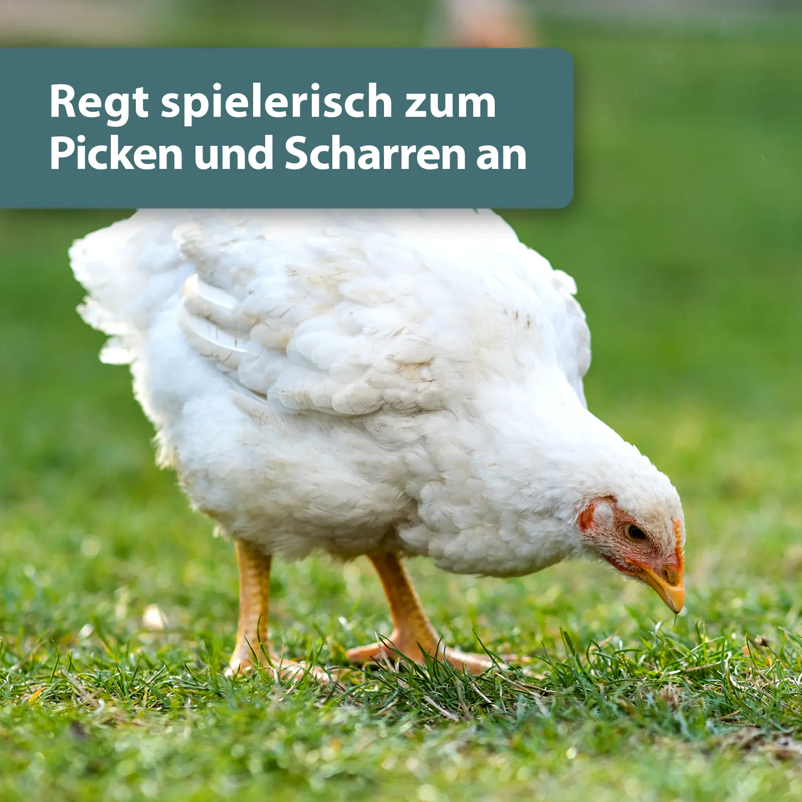 Quiko Hobbyfarming Pick und Scharr Mix für Hühner und Geflügel 700 g