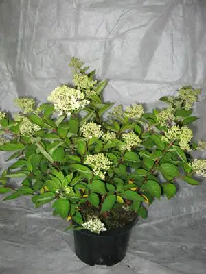 4029395046819 Hortensie 'Pinky Winky' 4 l Container