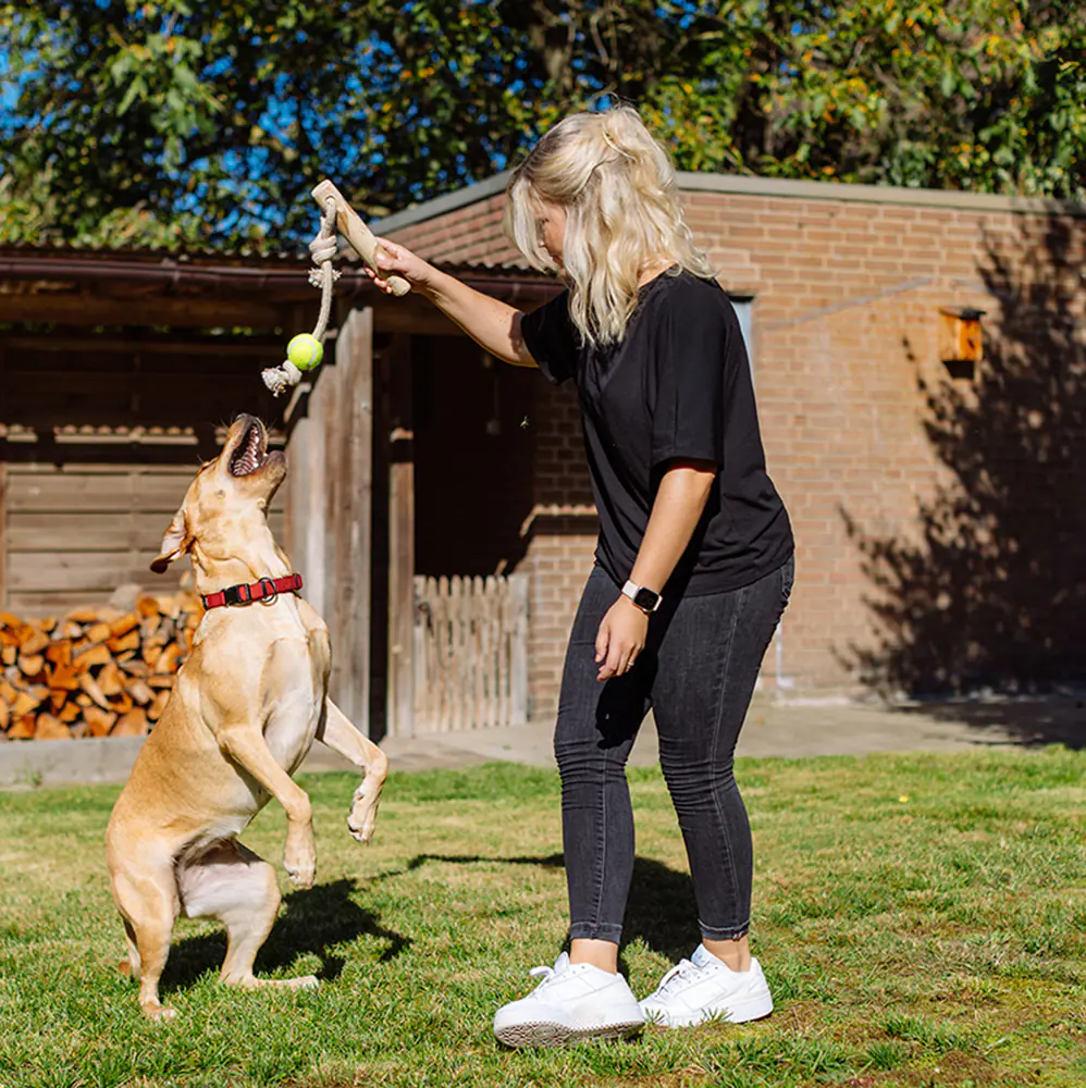 Nobby Hundespielzeug Kaffeeholz mit Seil und Ball ca. 48 cm
