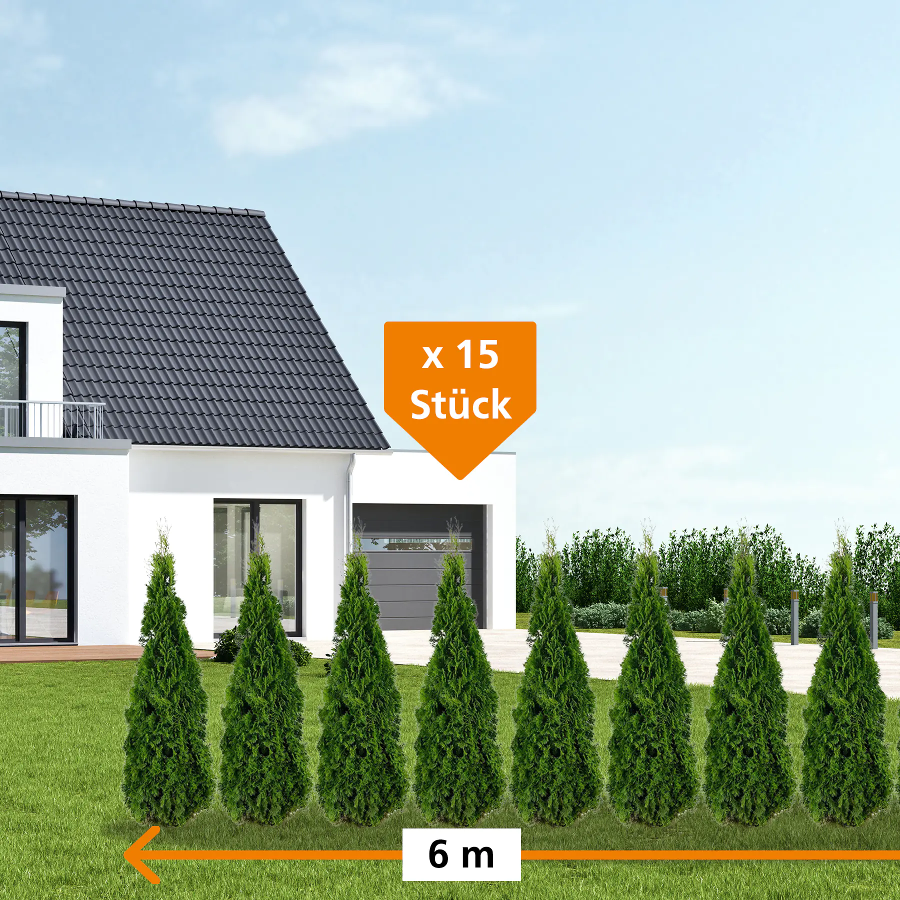 Lebensbaum Thuja occ. Smaragd H 140 - 160 cm, 15 Stück