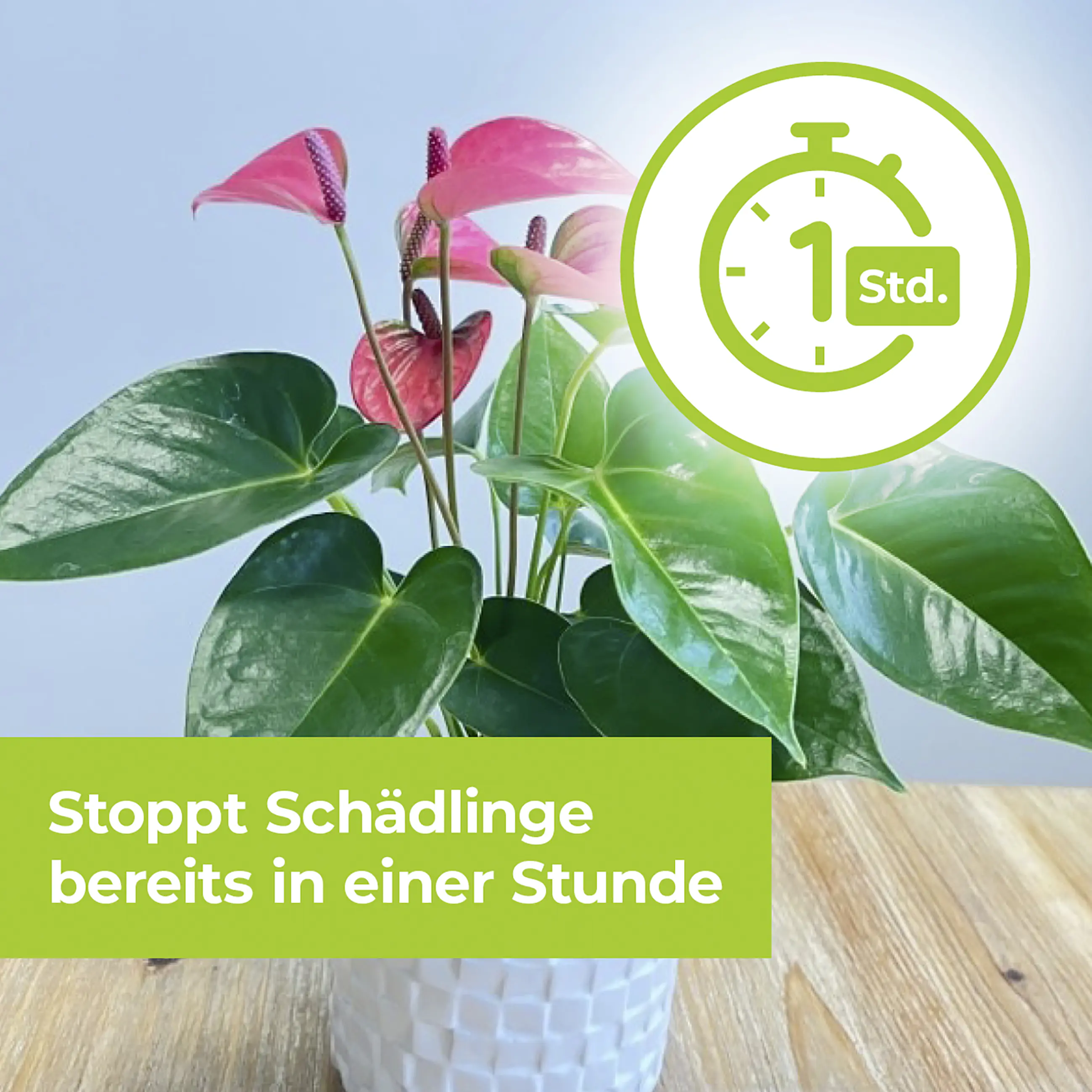 Protect Garden Lizetan Plus Schädlingsfrei 2 x 4 ml Protect Garden Lizetan Plus Schädlingsfrei 2 x 4 ml