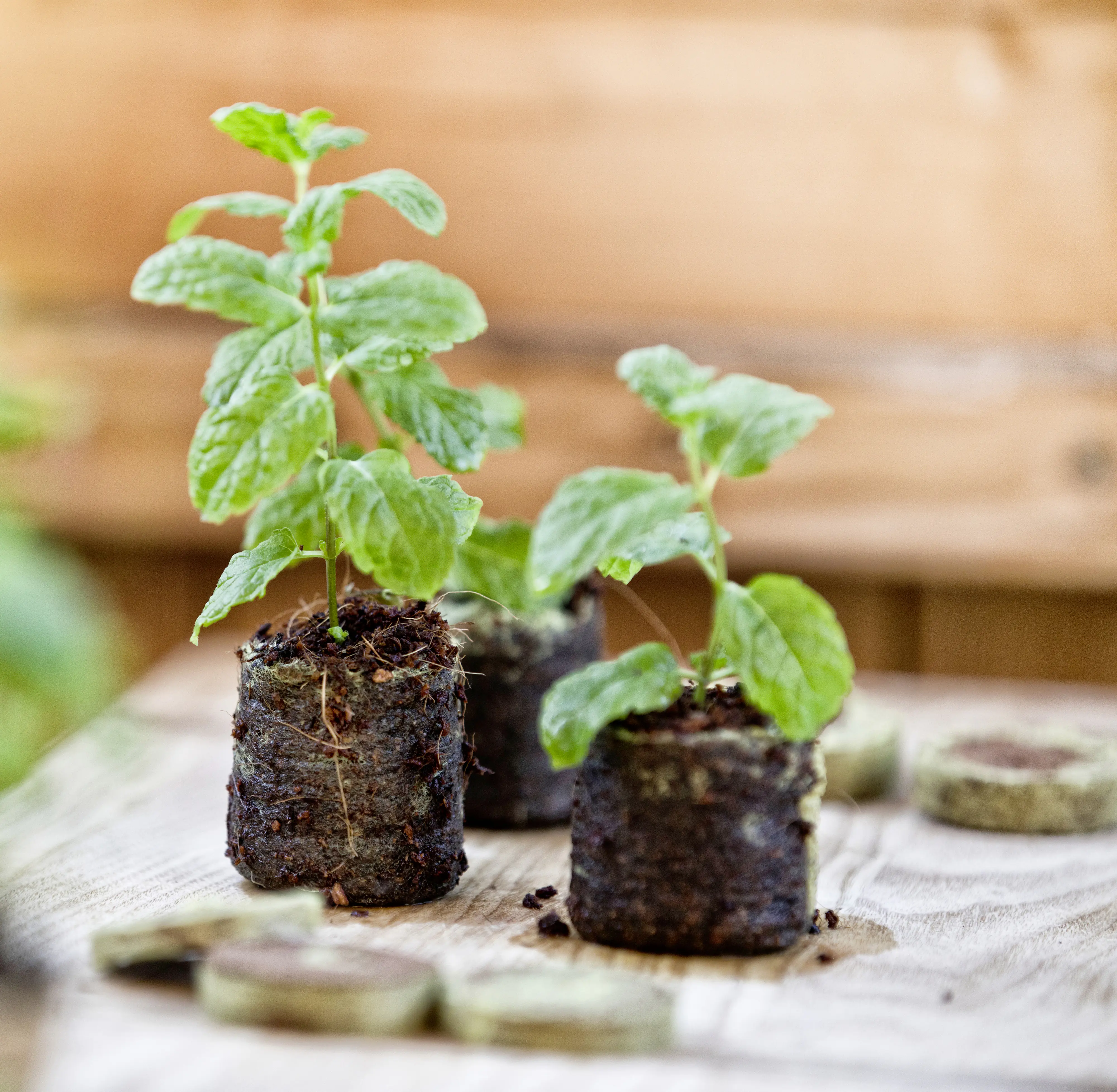 Windhager Kokosquelltabs 3,5 cm, 50 Stück