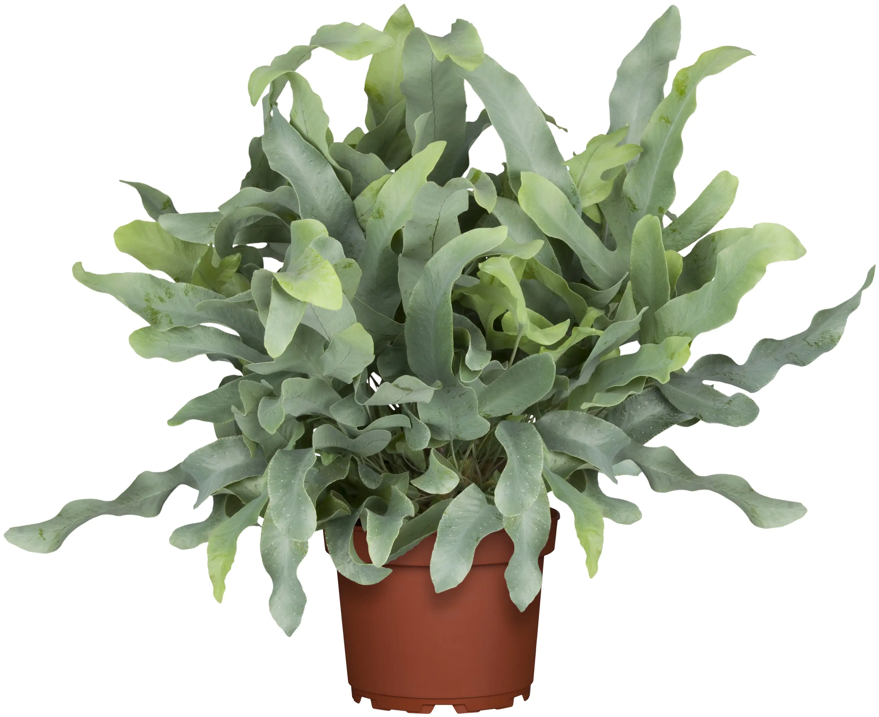 8717929071814 Blaufarn Phlebodium H ca. 60 cm 17 cm Topf