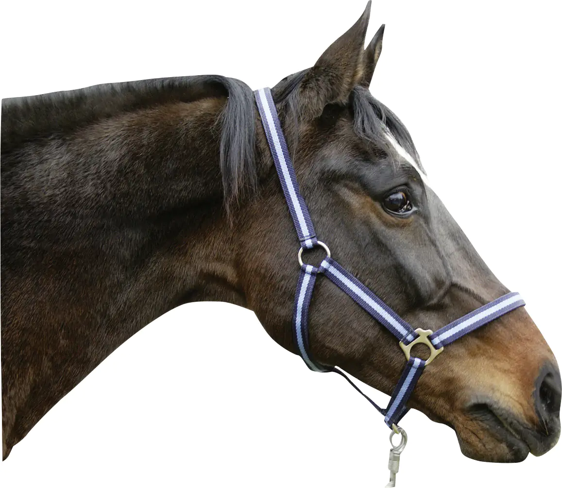 Kerbl Pferde-Halfter Hippo Gr. 3 marine hellblau